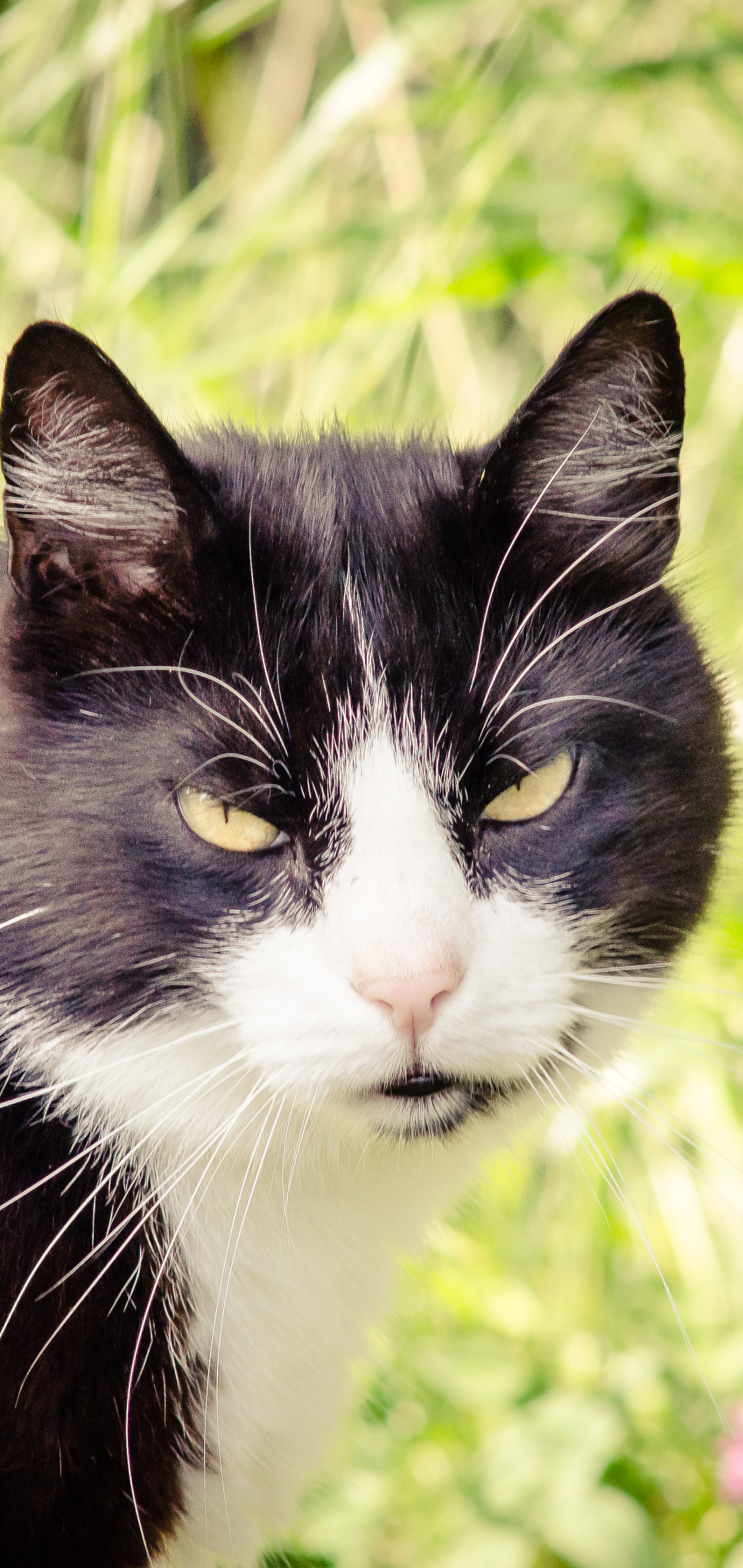 Baixe gratuitamente a imagem Animais, Gatos, Gato na área de trabalho do seu PC