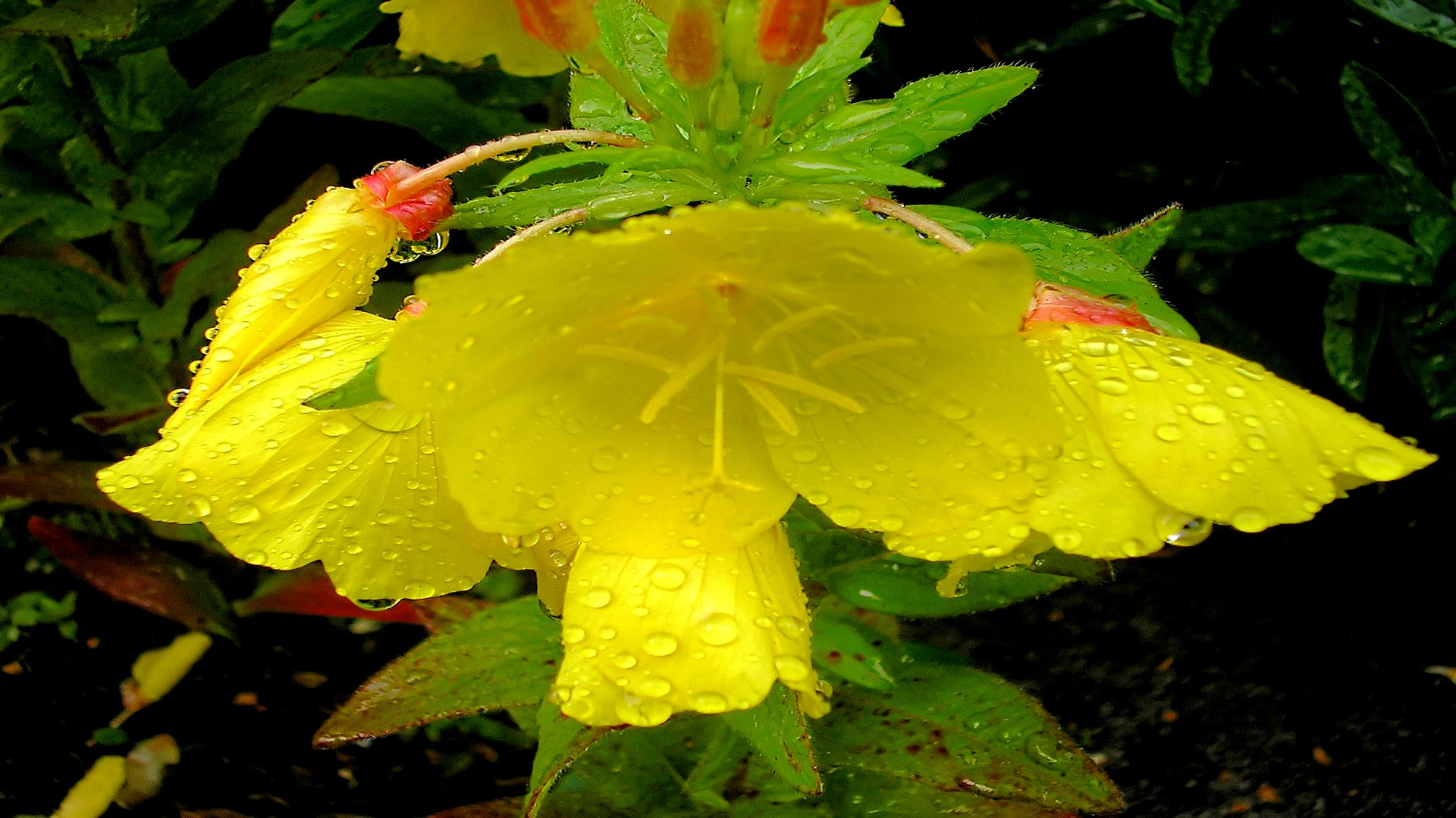 Téléchargez gratuitement l'image Fleurs, Fleur, Terre/nature sur le bureau de votre PC