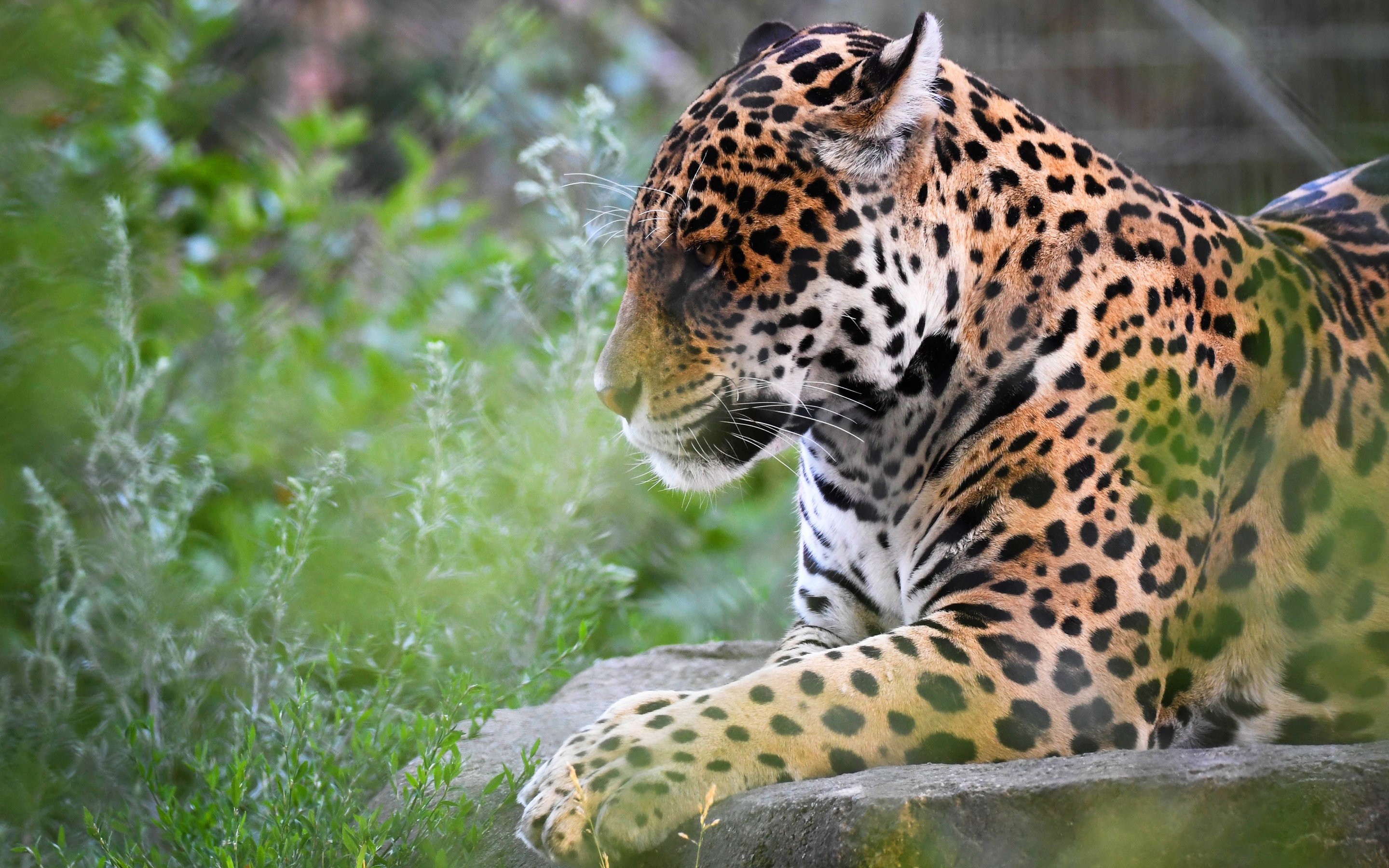 Free download wallpaper Cats, Jaguar, Muzzle, Animal, Profile on your PC desktop