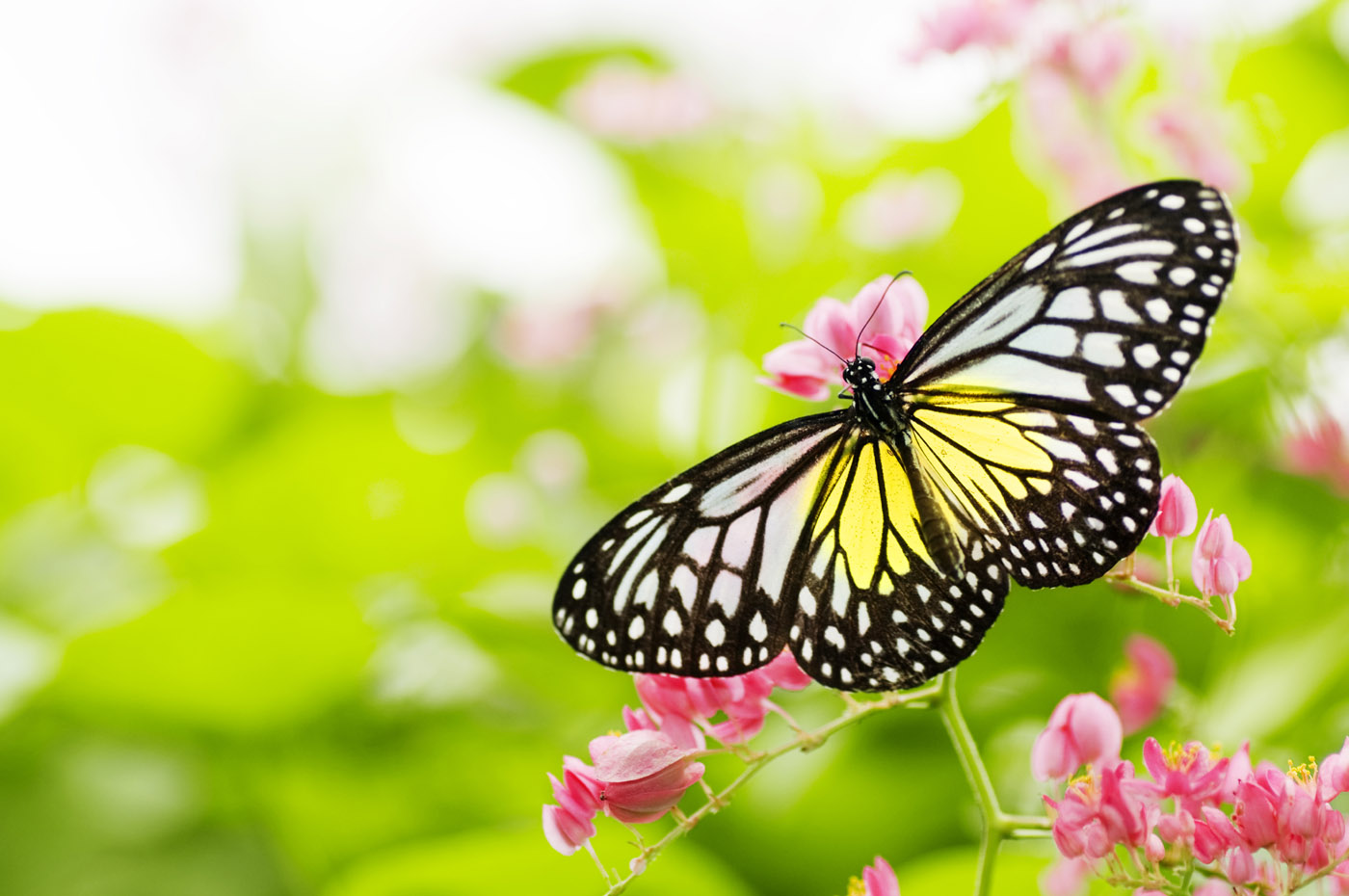 Free download wallpaper Butterfly, Animal on your PC desktop