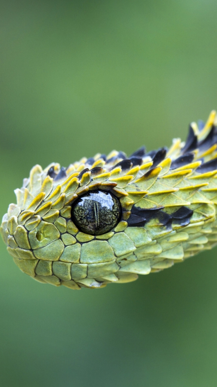 Download mobile wallpaper Animal, Snake, Reptiles, Viper for free.