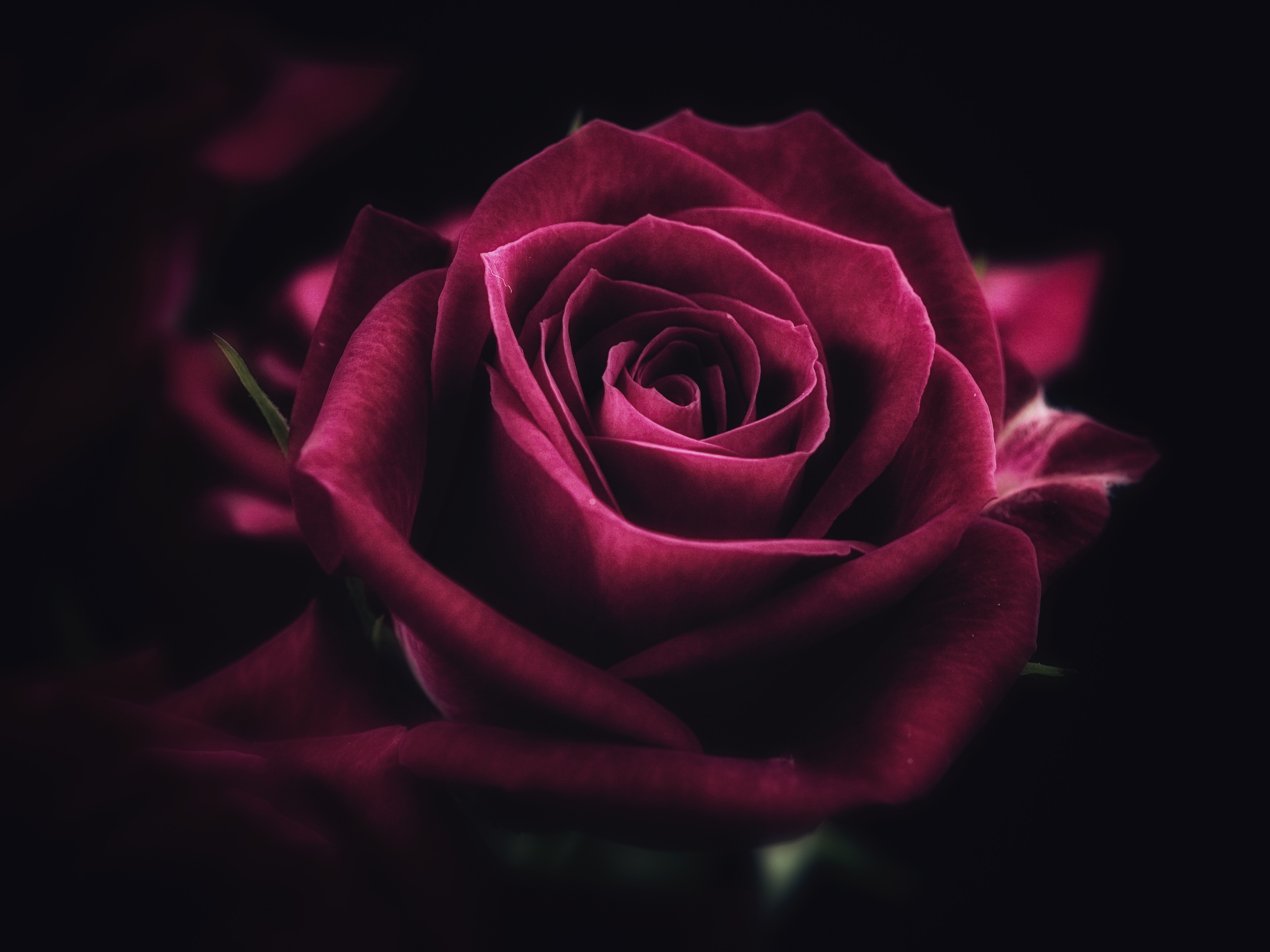 rose, rose flower, petals, flower, flowers, close up