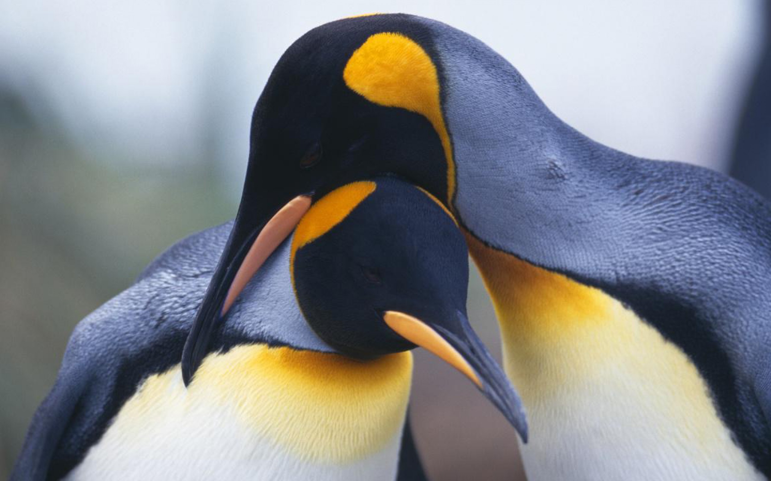 Download mobile wallpaper Penguin, Bird, Birds, Animal for free.
