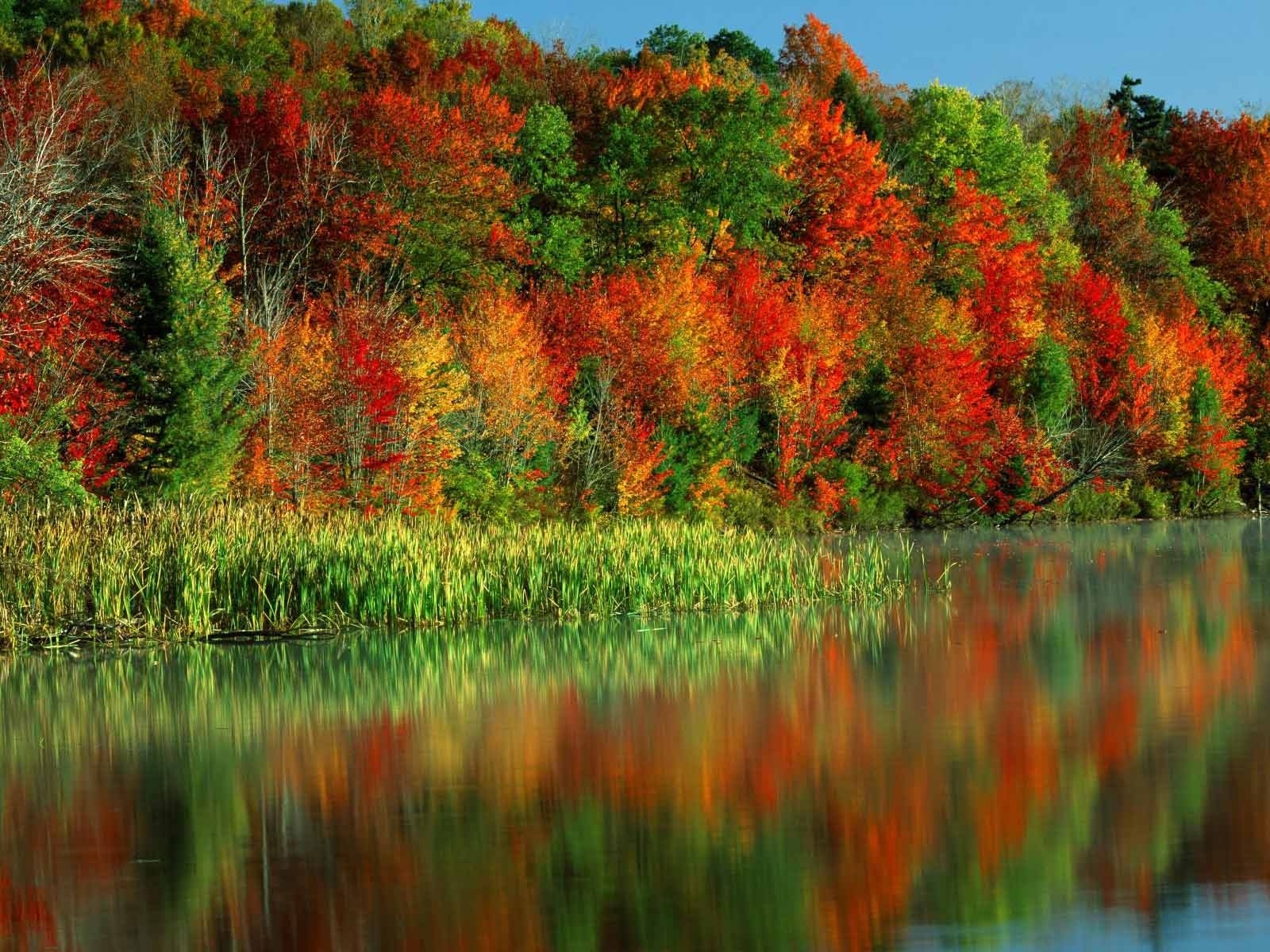 Скачать обои бесплатно Вода, Деревья, Растения, Осень картинка на рабочий стол ПК