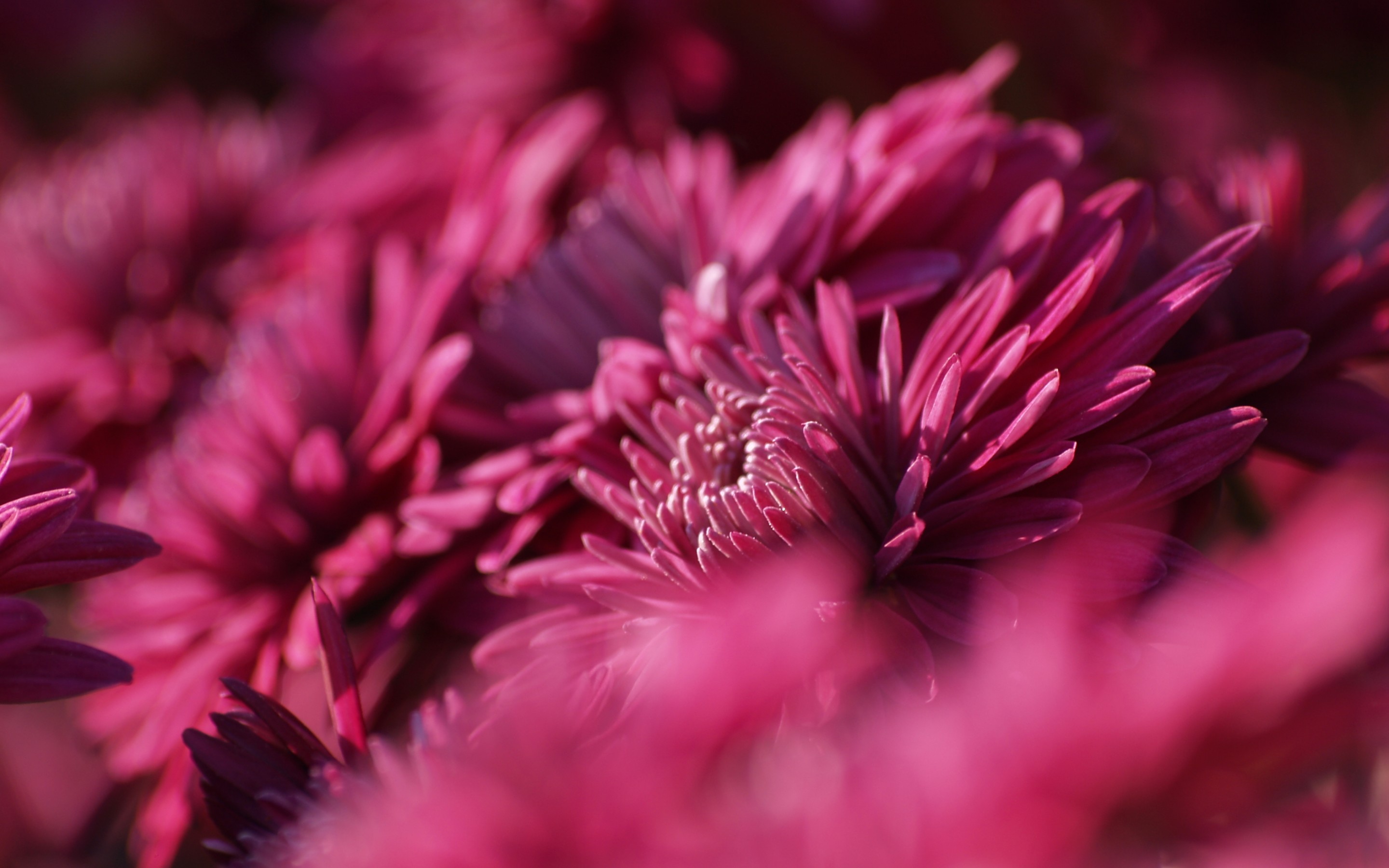 Descarga gratuita de fondo de pantalla para móvil de Flores, Flor, Tierra/naturaleza.