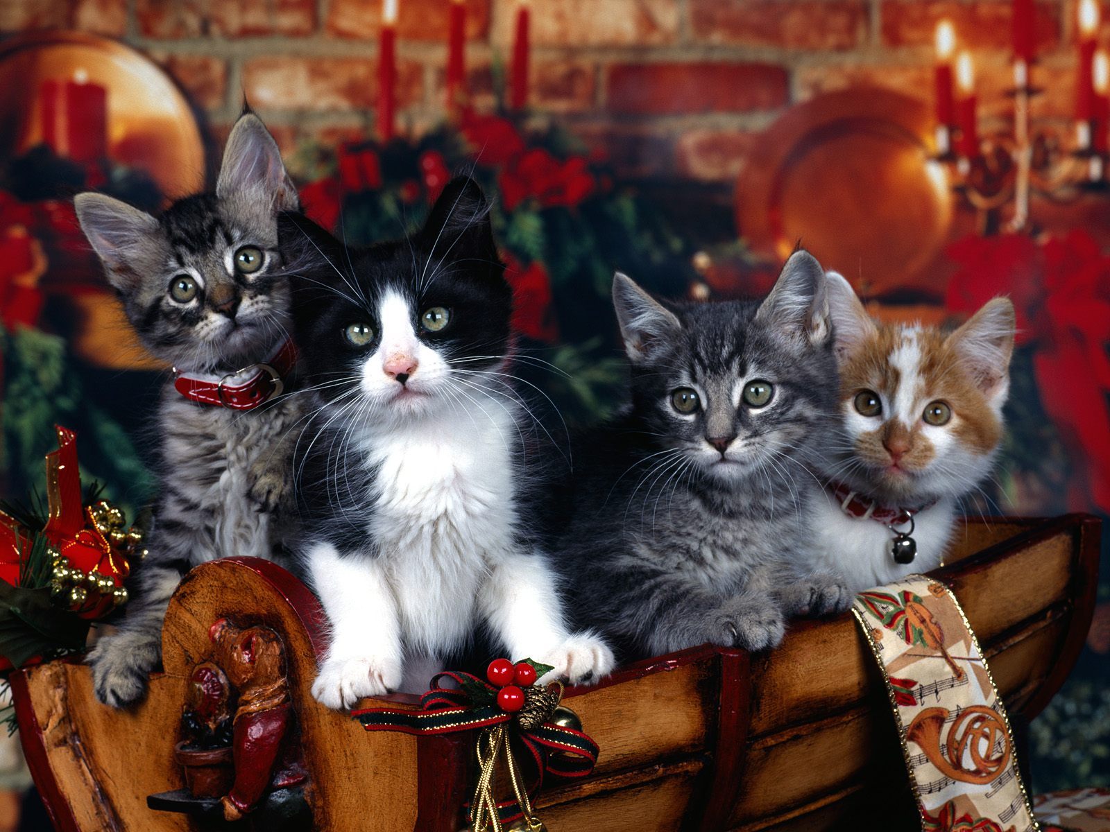 Horizontal Wallpaper animals, cats, new year, christmas xmas
