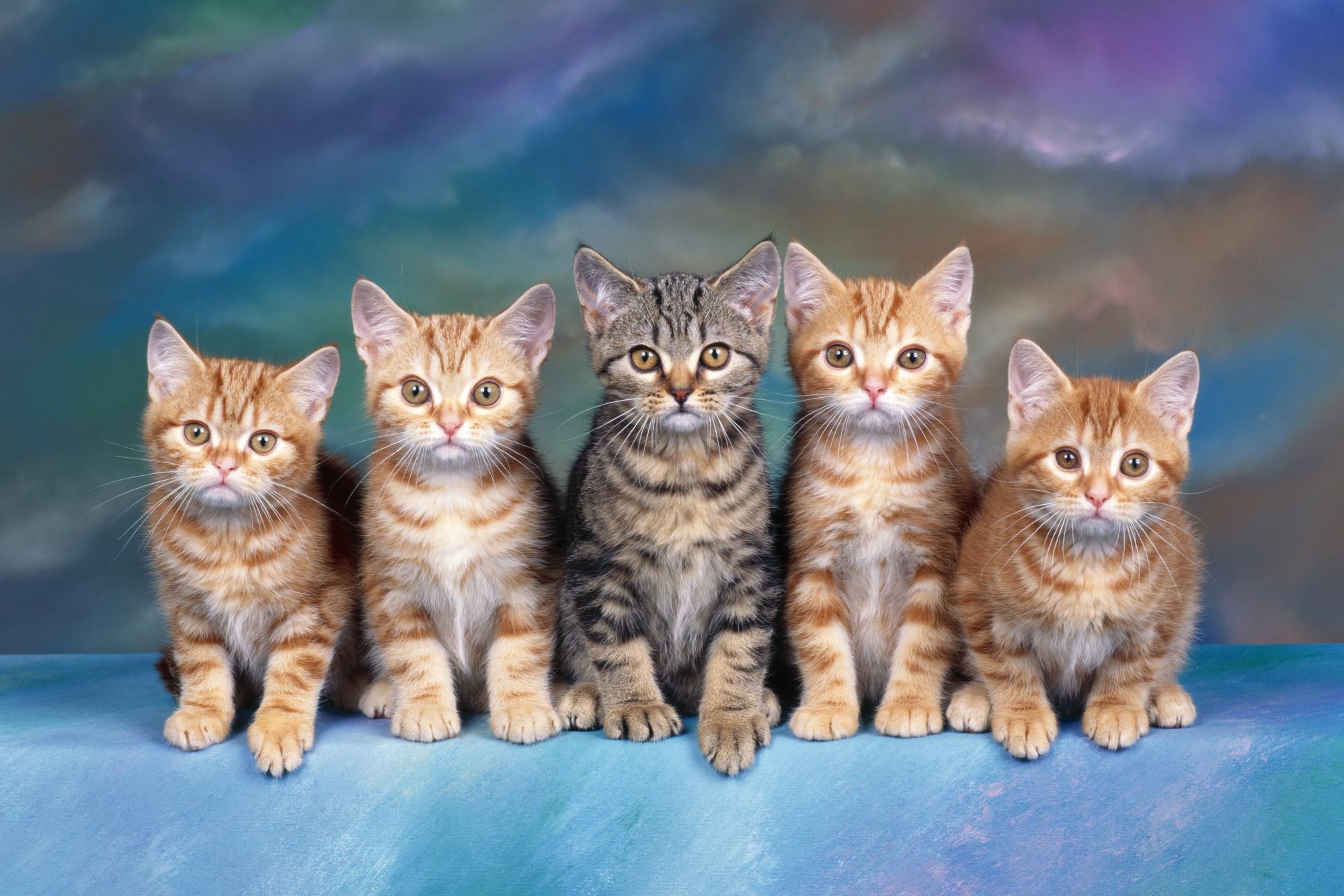 family, cute, lot, animals, sit, kittens HD wallpaper