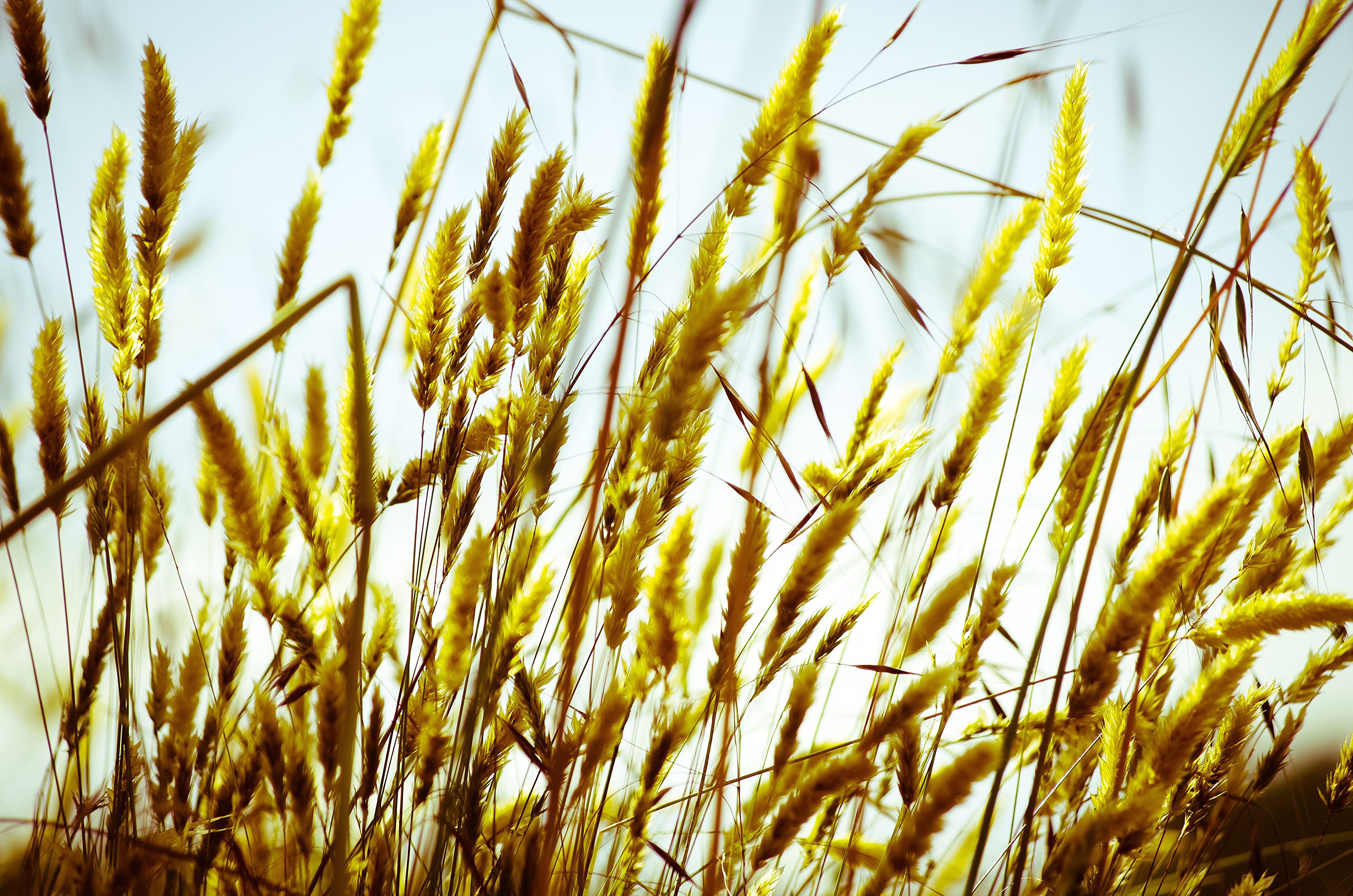 Téléchargez gratuitement l'image Été, Blé, Macro, Champ, Terre/nature sur le bureau de votre PC