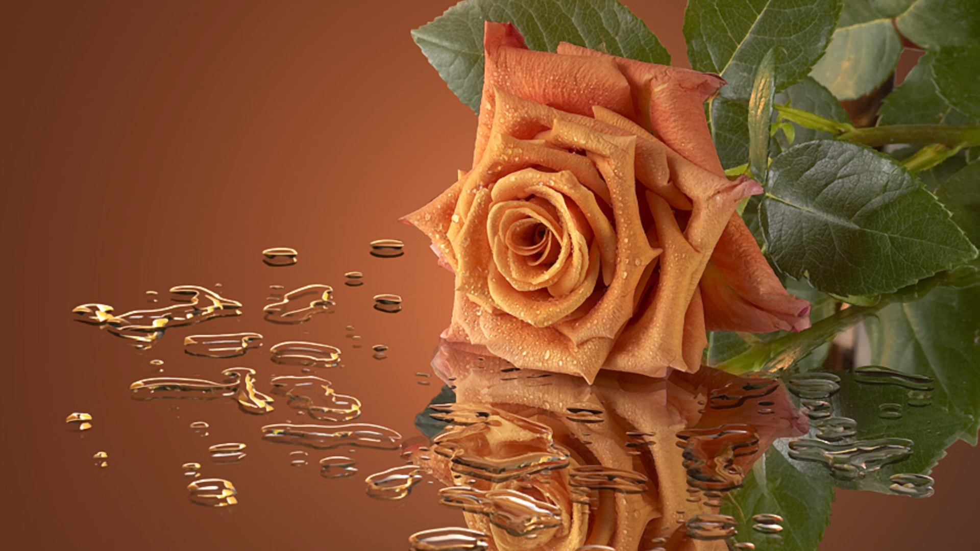 Free download wallpaper Water, Reflection, Rose, Mirror, Photography, Orange Flower on your PC desktop