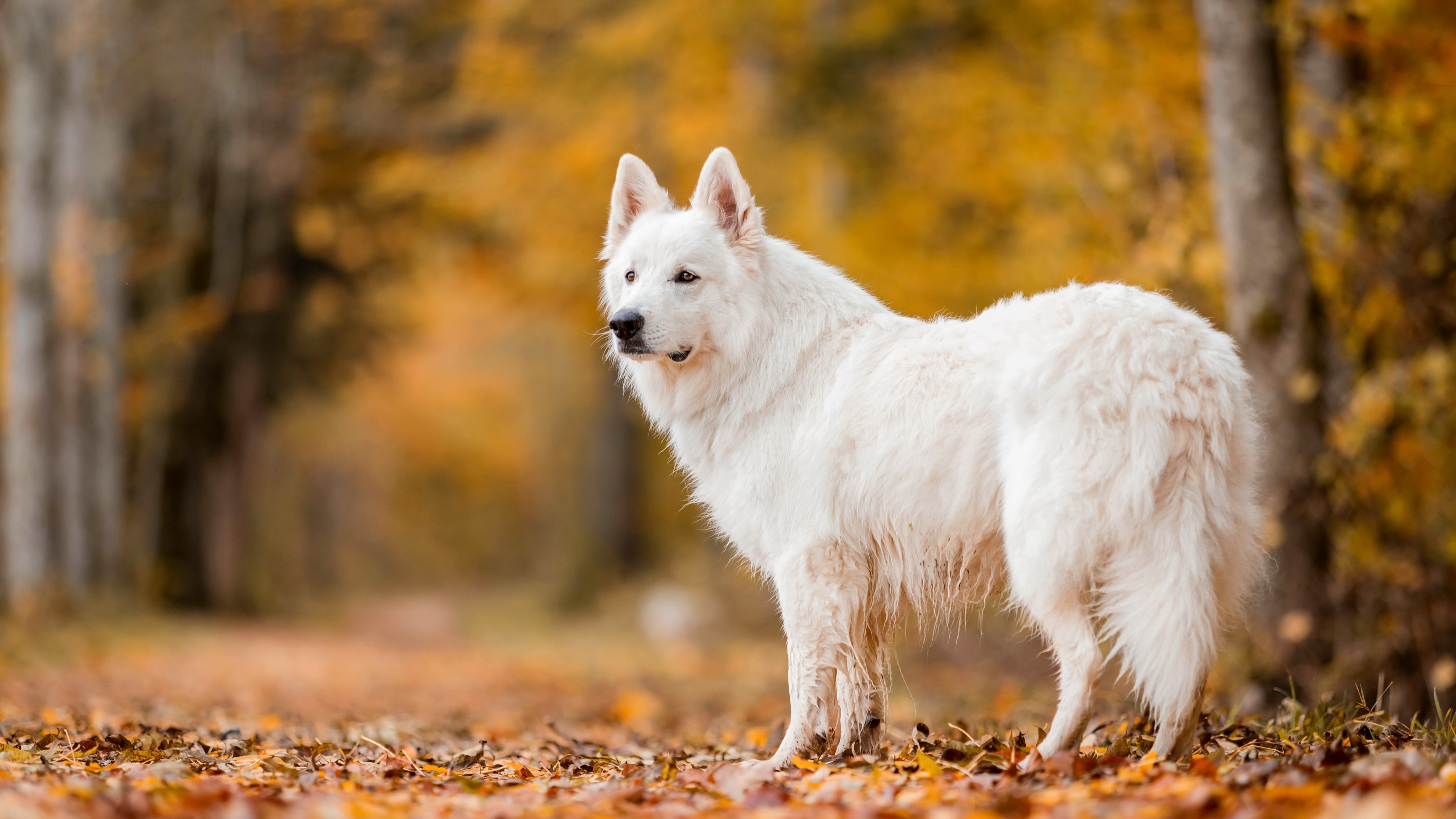 Baixar papel de parede para celular de Animais, Cães, Cão, Profundidade De Campo gratuito.