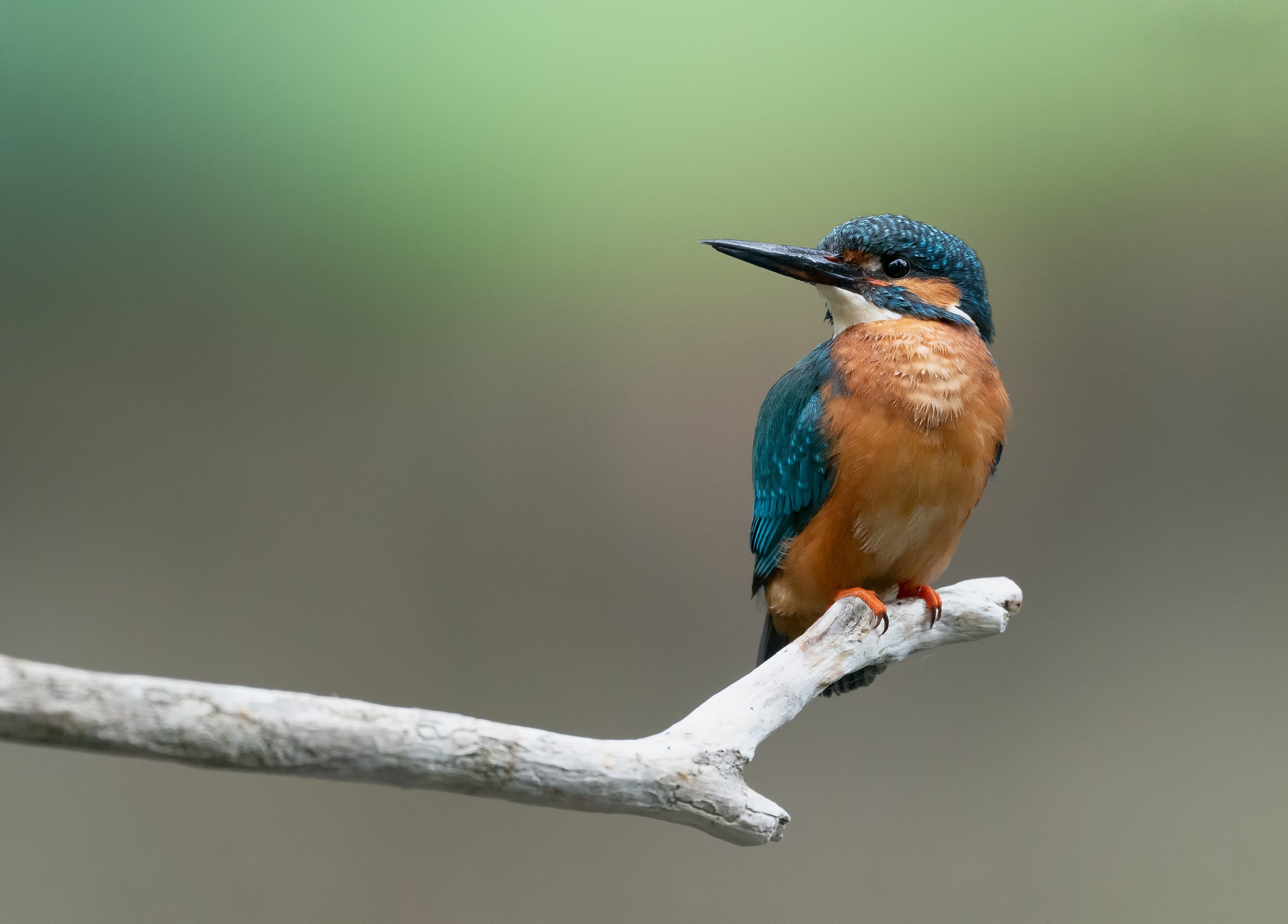 common kingfisher, animal, kingfisher, bird, birds