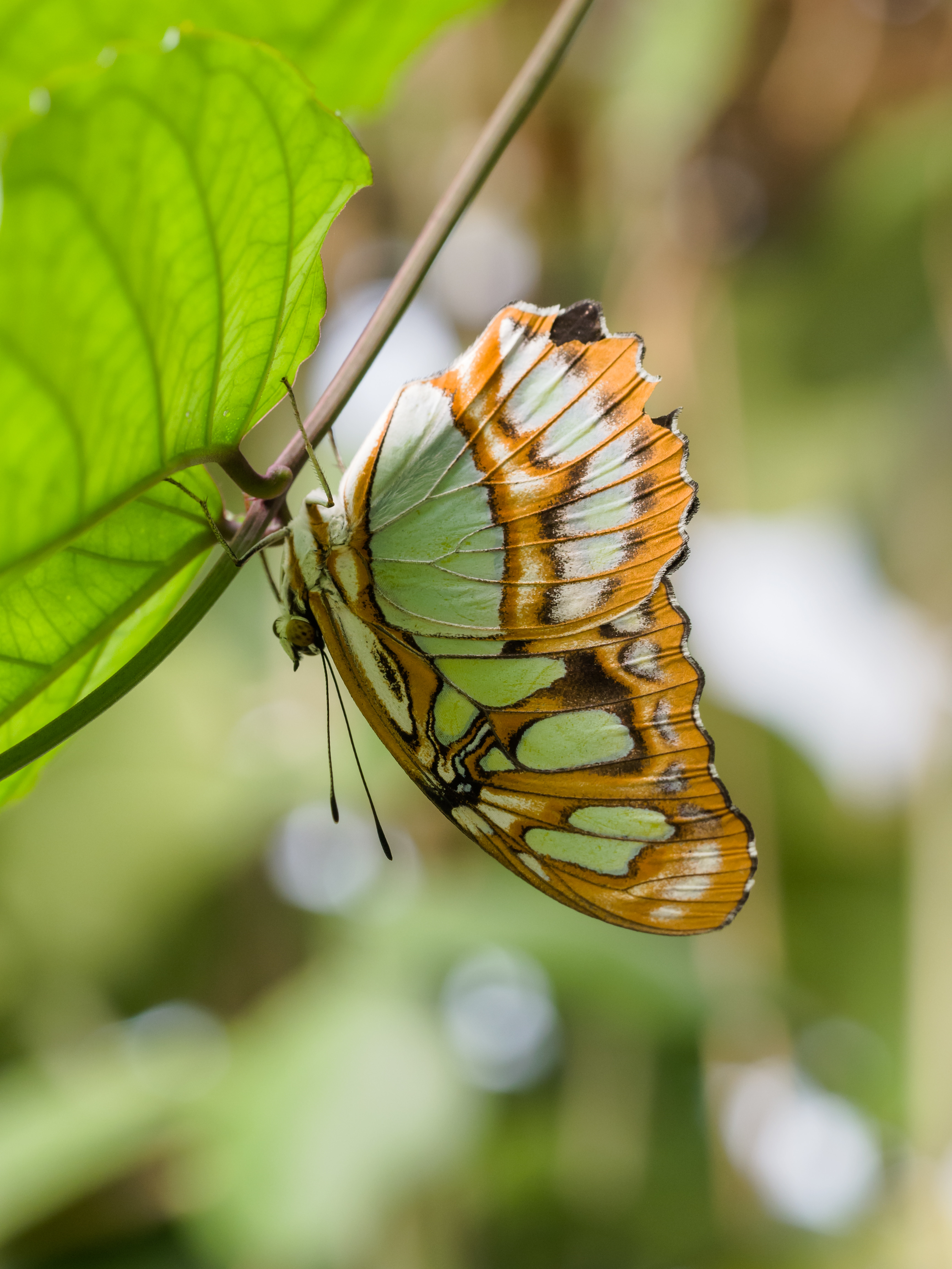 Free download wallpaper Branch, Wings, Animals, Butterfly, Pattern on your PC desktop