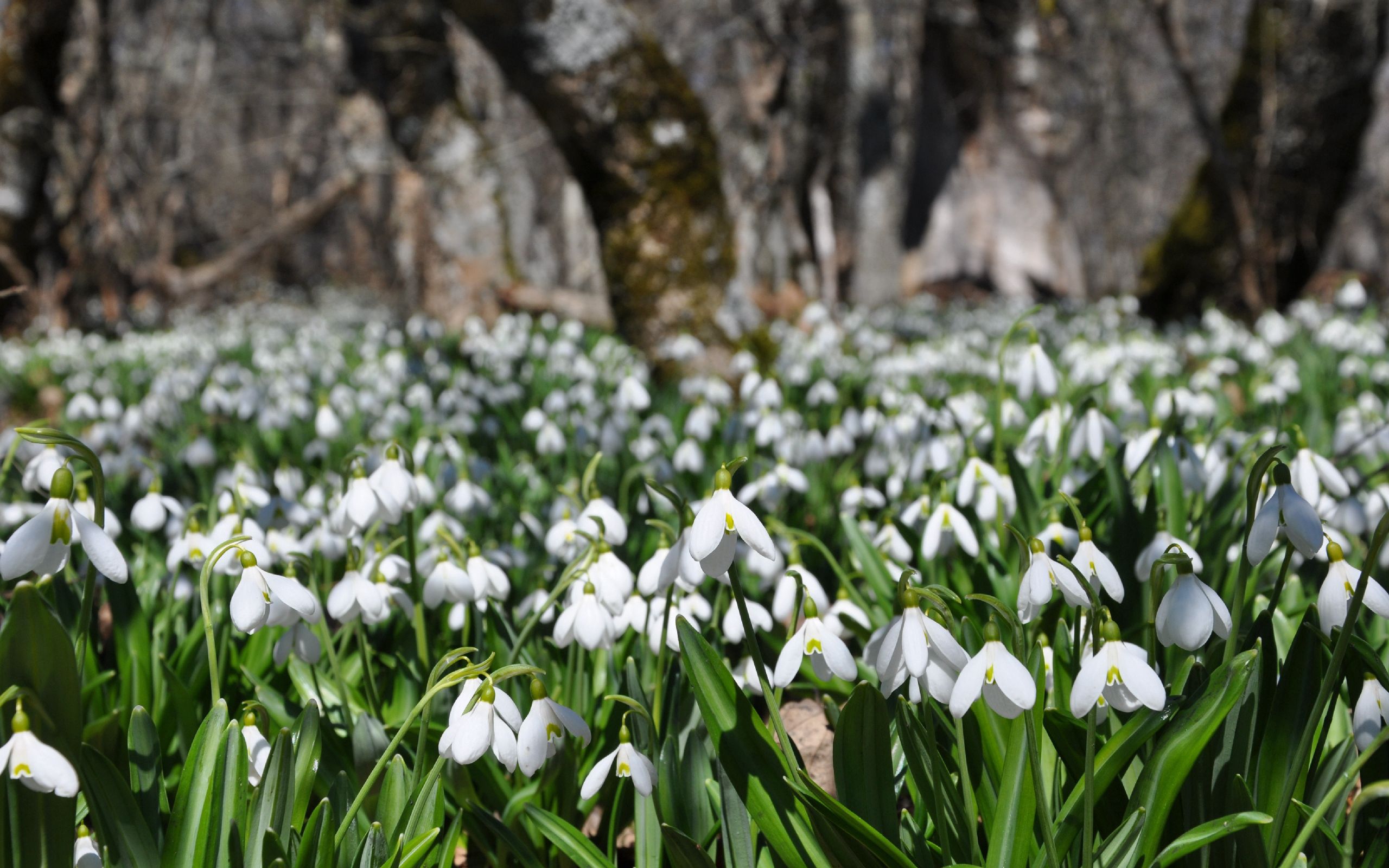 Free download wallpaper Spring, Snowdrops, Nature, Flowers, Plant on your PC desktop