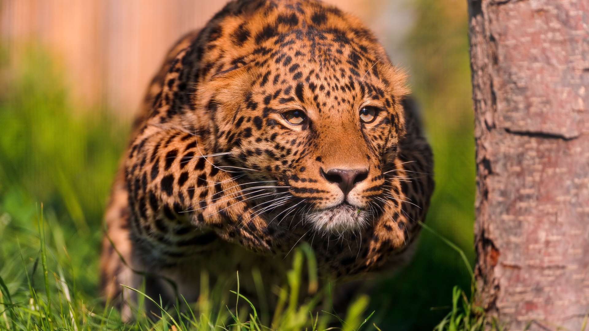 Baixe gratuitamente a imagem Animais, Leopardo na área de trabalho do seu PC