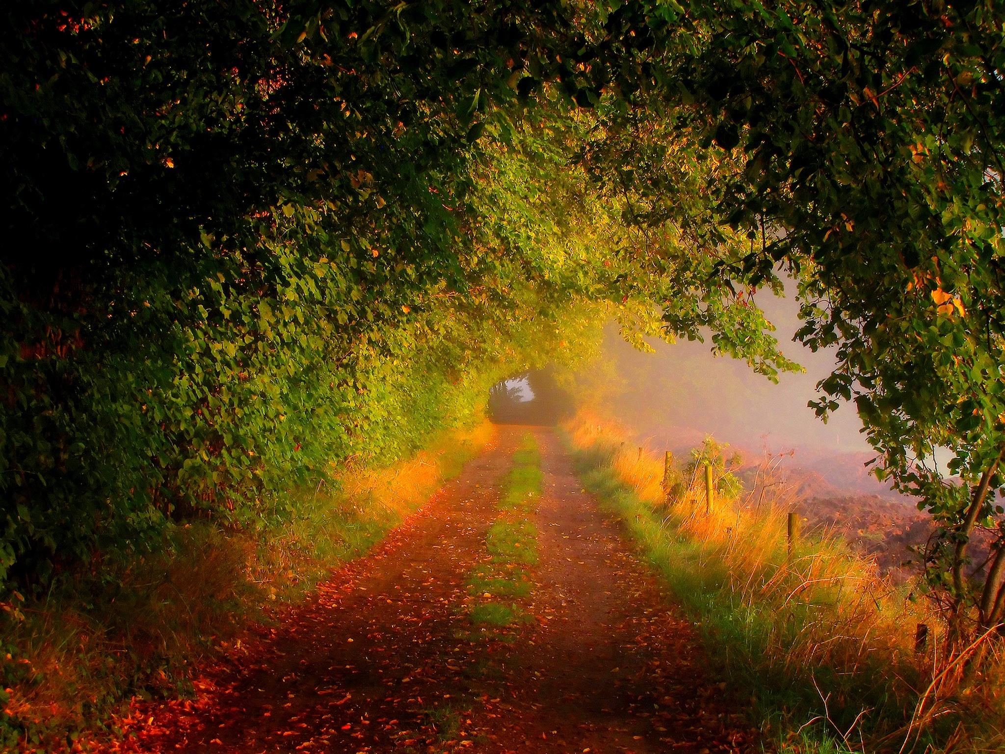 Baixe gratuitamente a imagem Outono, Caminho, Floresta, Folha, Terra/natureza na área de trabalho do seu PC