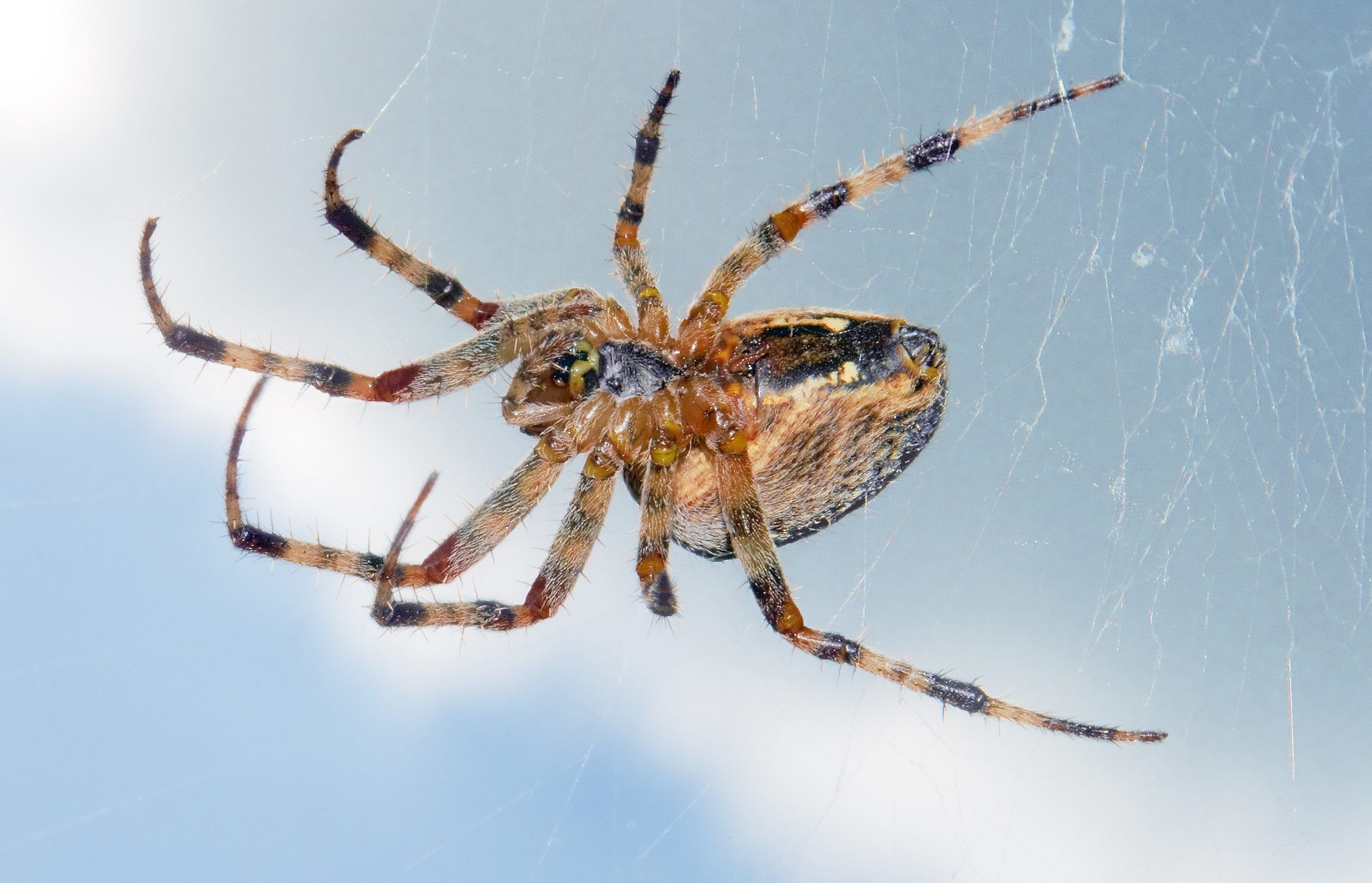 Descarga gratis la imagen Animales, Araña, Arácnido, Arañas en el escritorio de tu PC