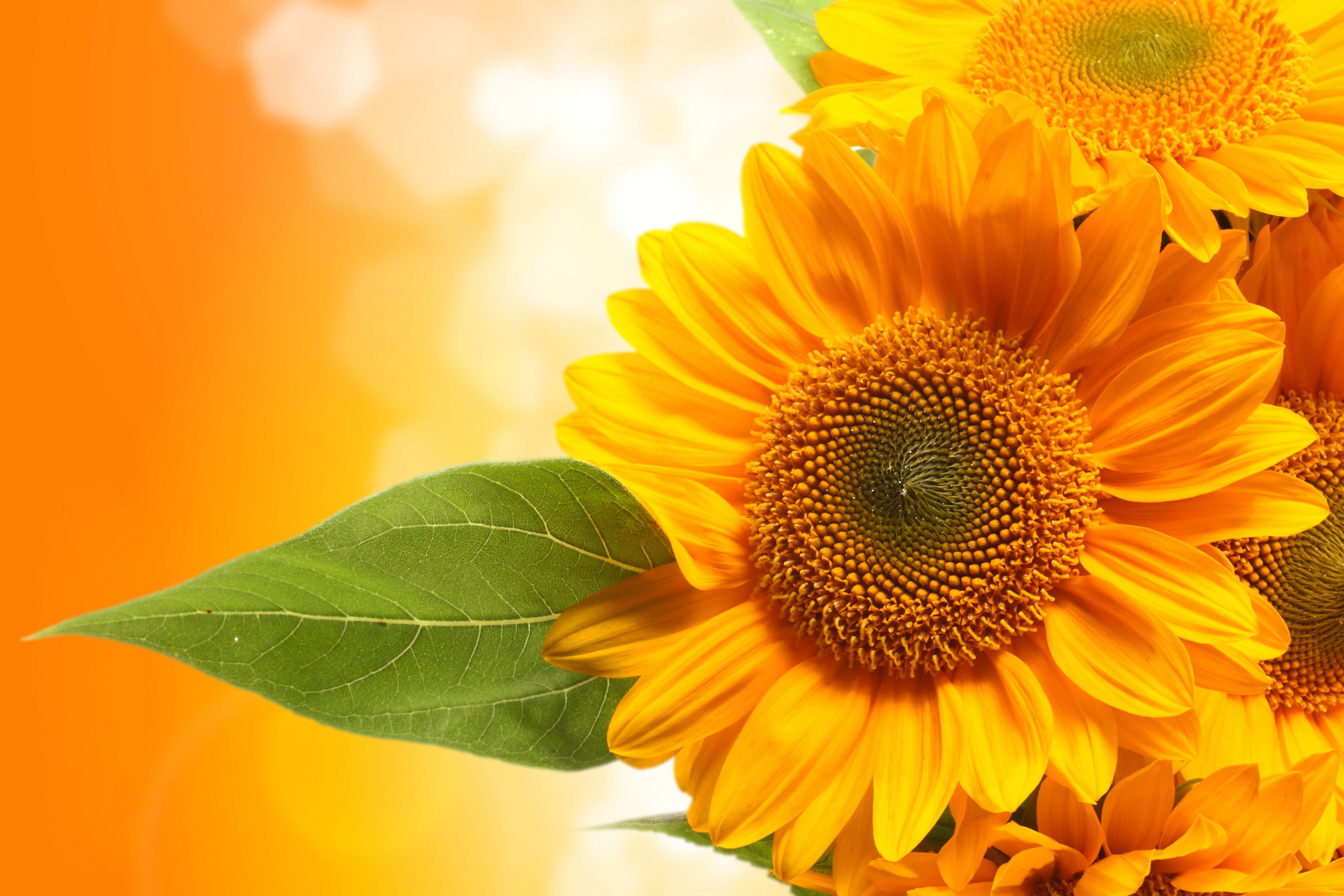 Descarga gratis la imagen Girasol, Flores, Tierra/naturaleza en el escritorio de tu PC