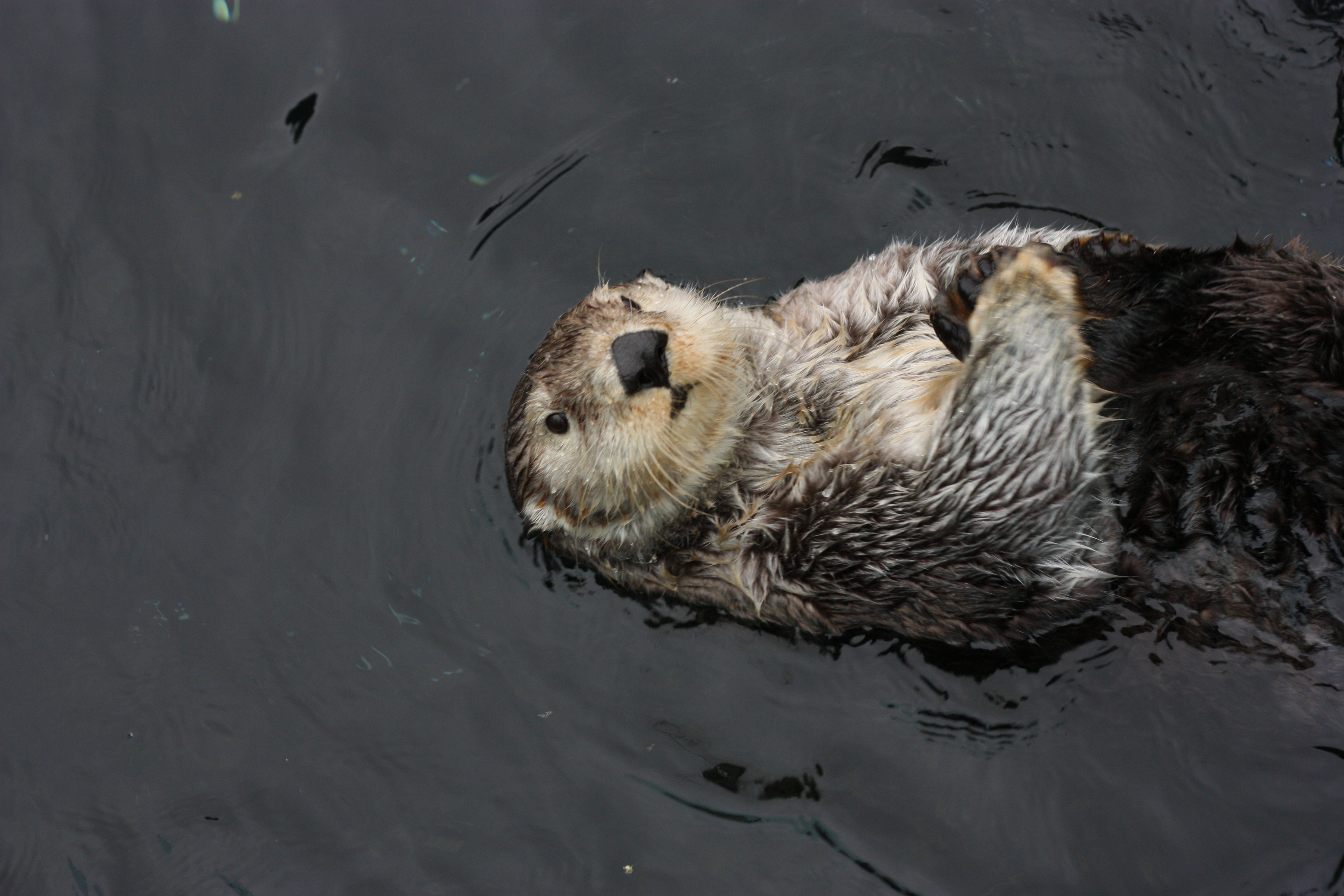  Sea Otter Windows Backgrounds