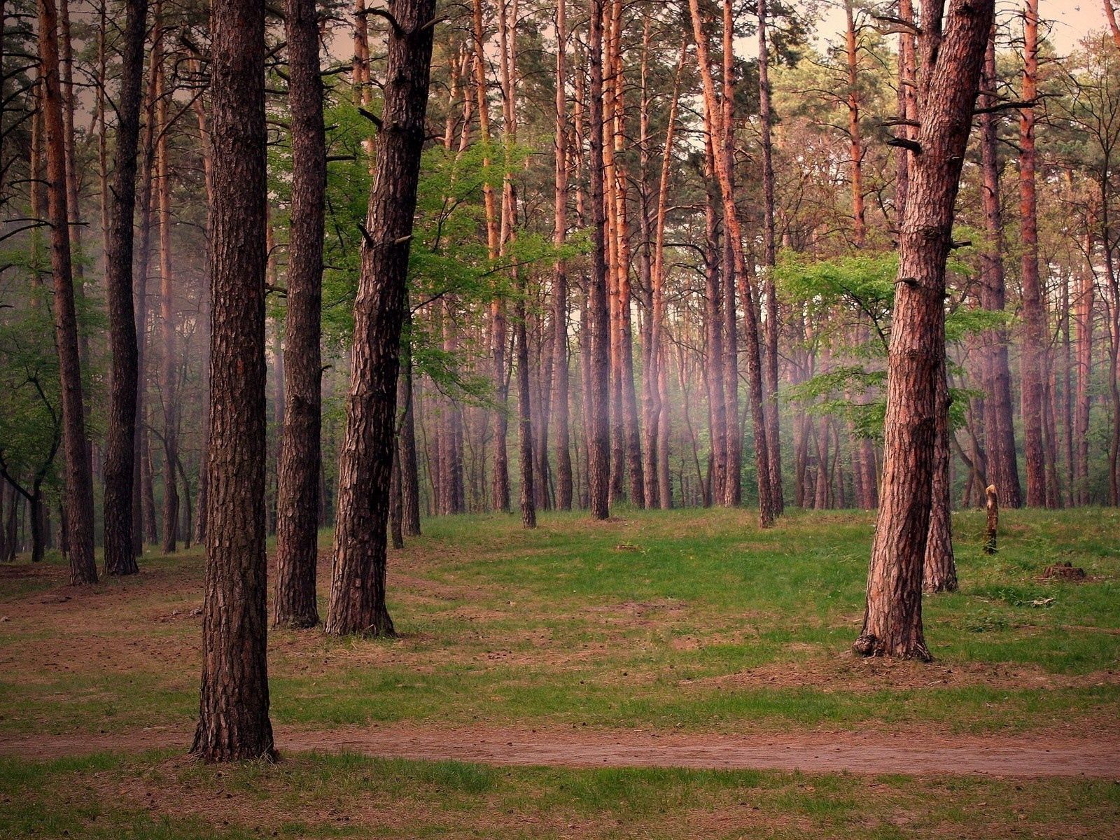 8k Forest Background