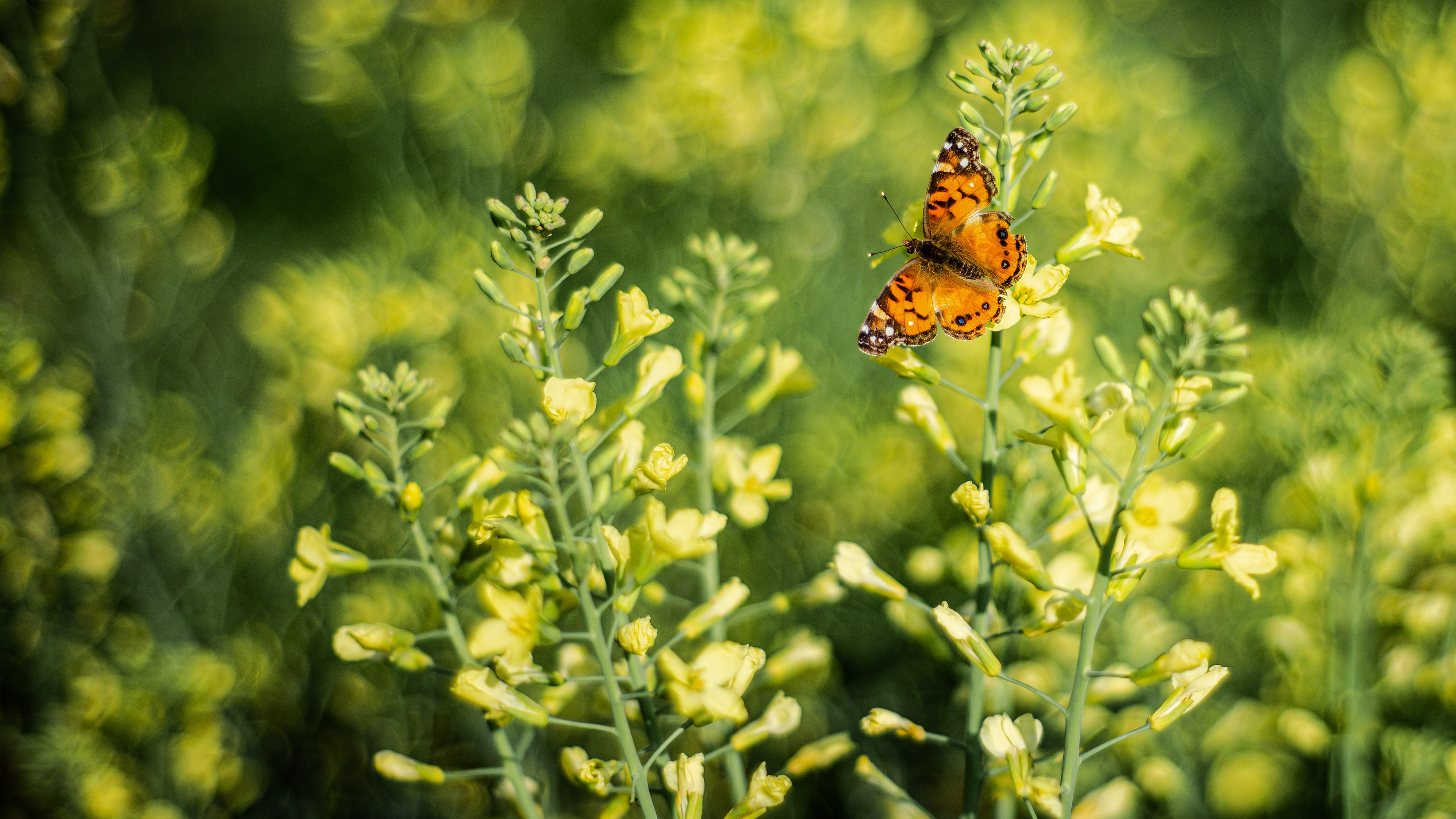 Download mobile wallpaper Flower, Butterfly, Animal, Rapeseed for free.