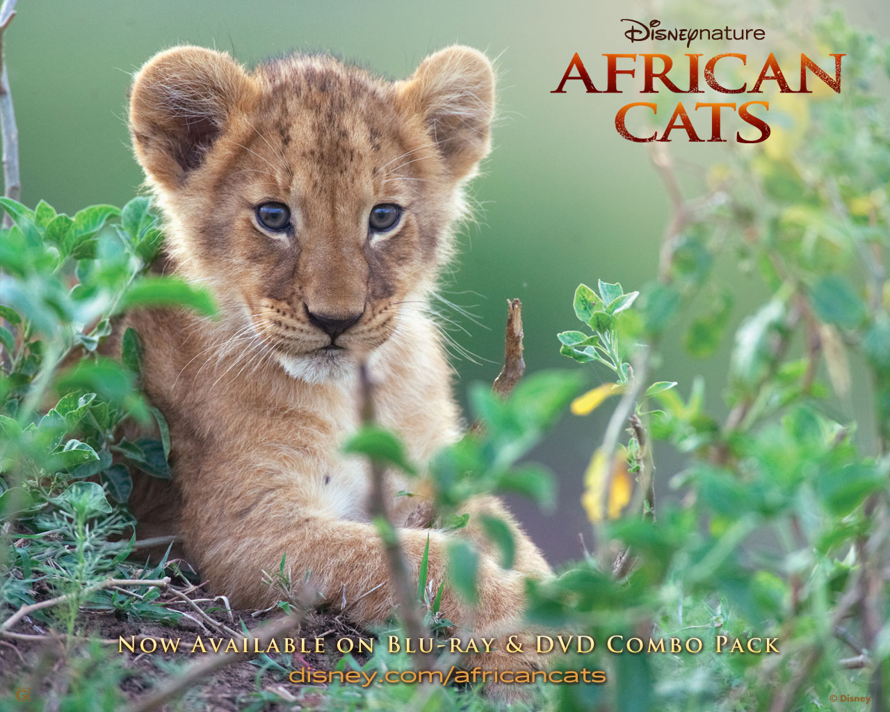 1462889 Заставки і шпалери Африканські Кішки: Королівство Сміливих на телефон. Завантажити  картинки безкоштовно