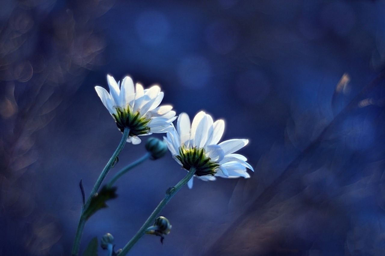 Download mobile wallpaper Earth, Daisy for free.