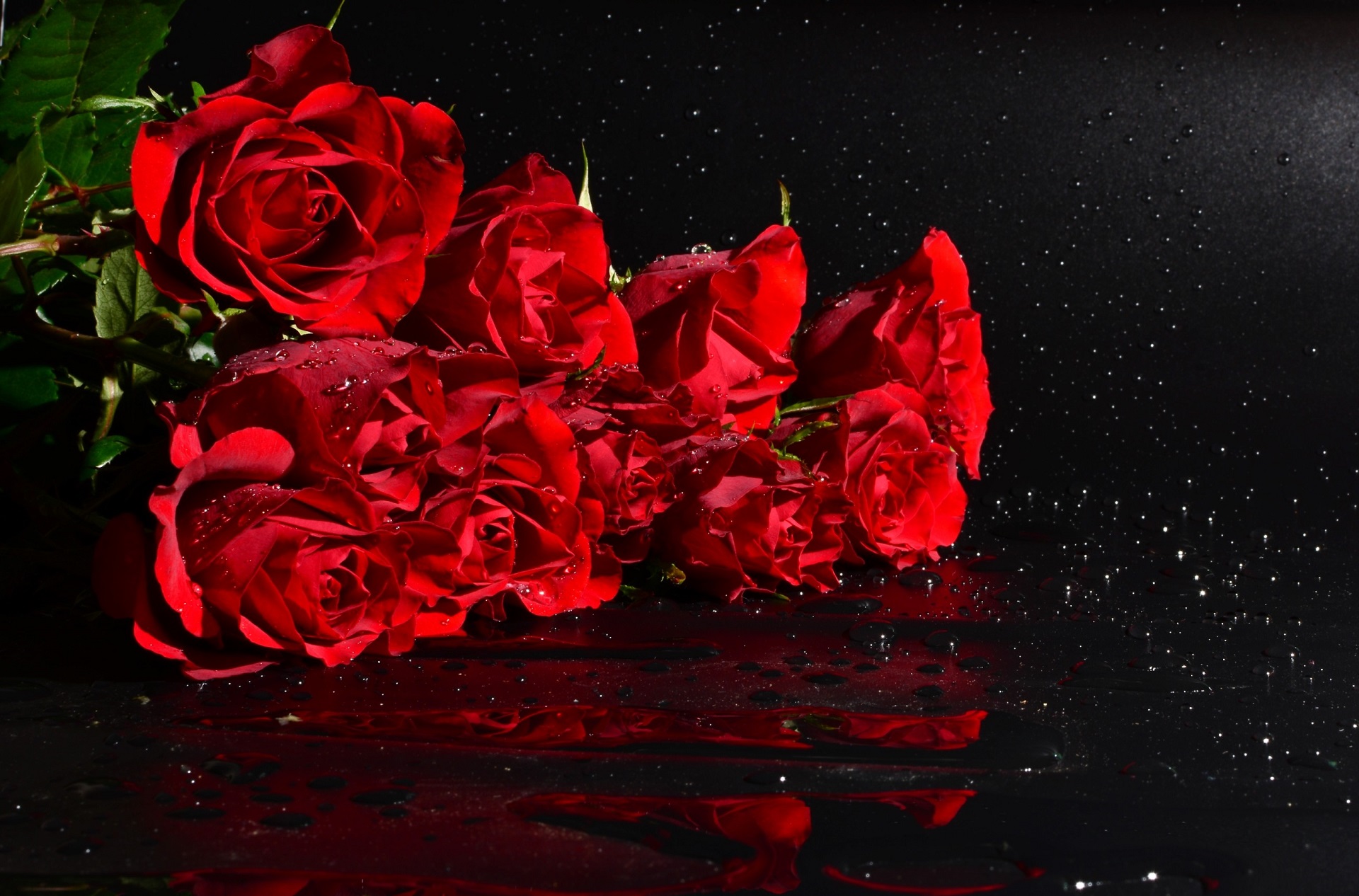 Free download wallpaper Flowers, Rose, Earth on your PC desktop