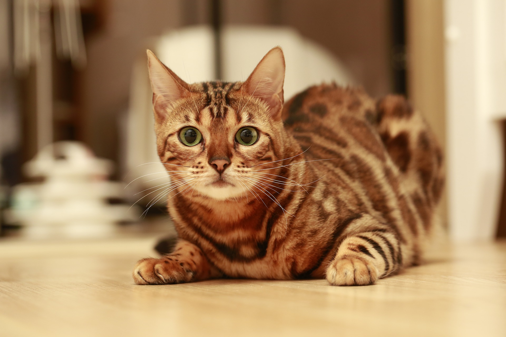 Descarga gratis la imagen Animales, Gatos, Gato, Gato De Bengala en el escritorio de tu PC