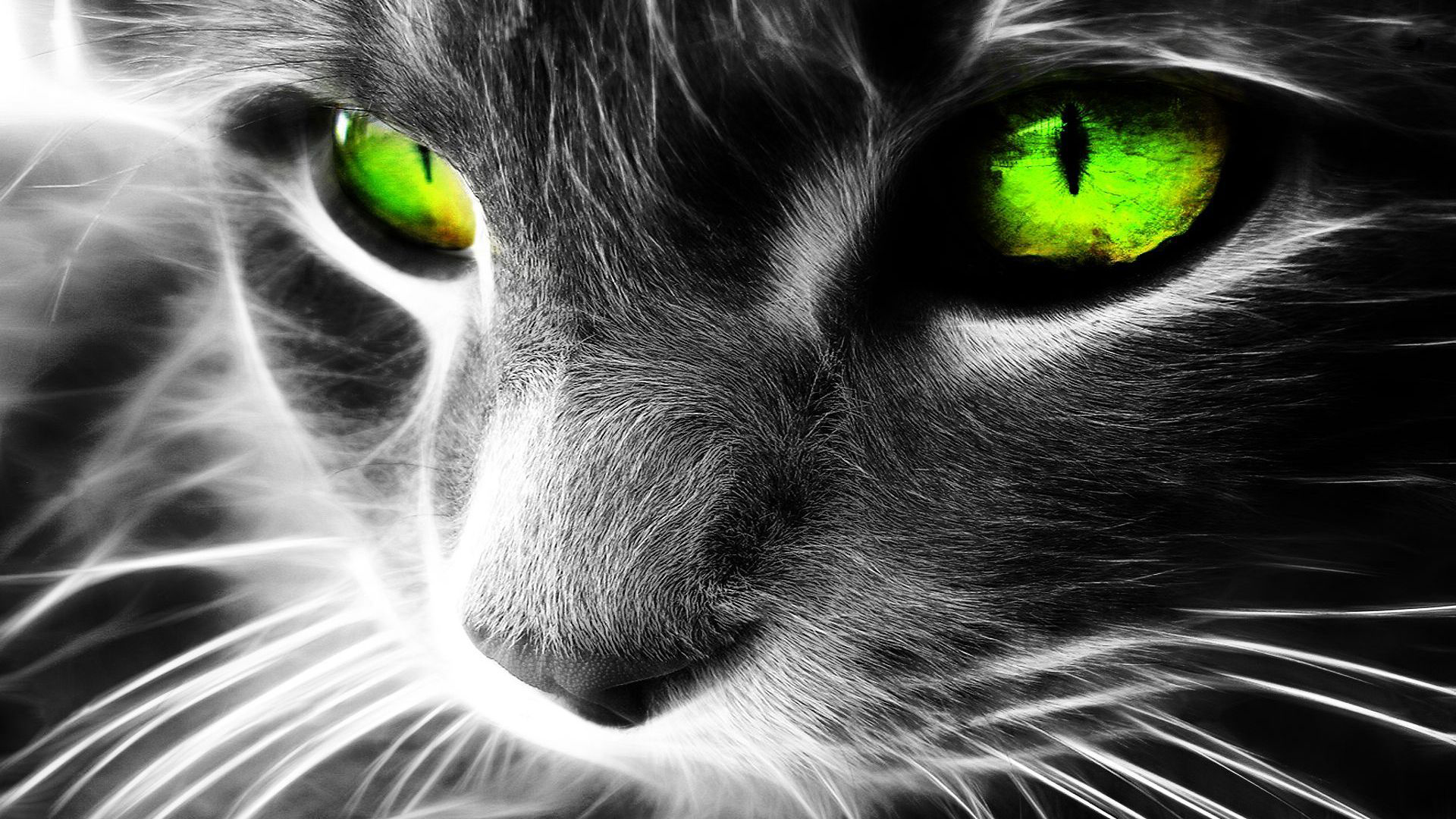 Handy-Wallpaper Tiere, Katzen, Katze, Auge, Grüne Augen kostenlos herunterladen.