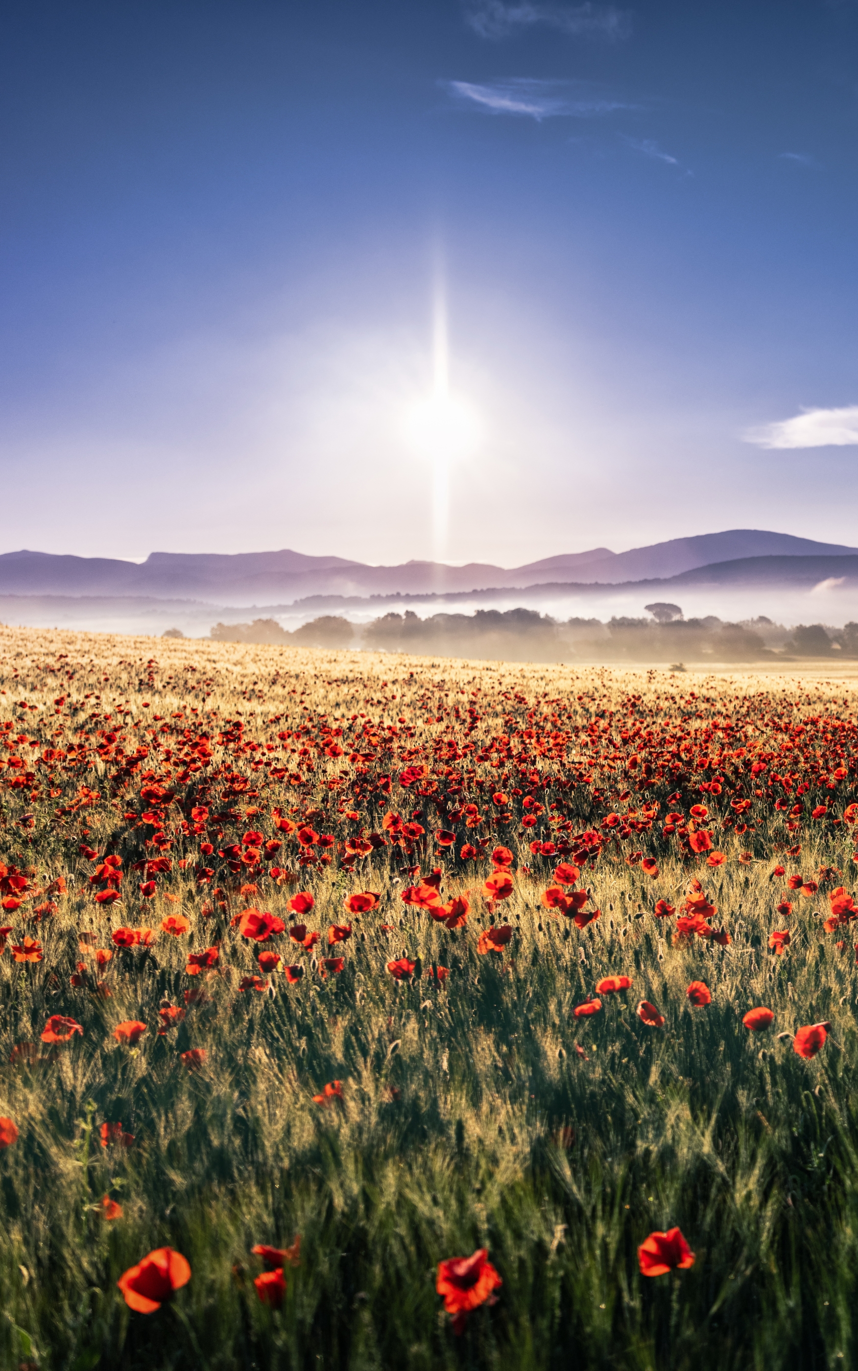Free download wallpaper Landscape, Flowers, Summer, Earth, Field, Poppy, Red Flower on your PC desktop