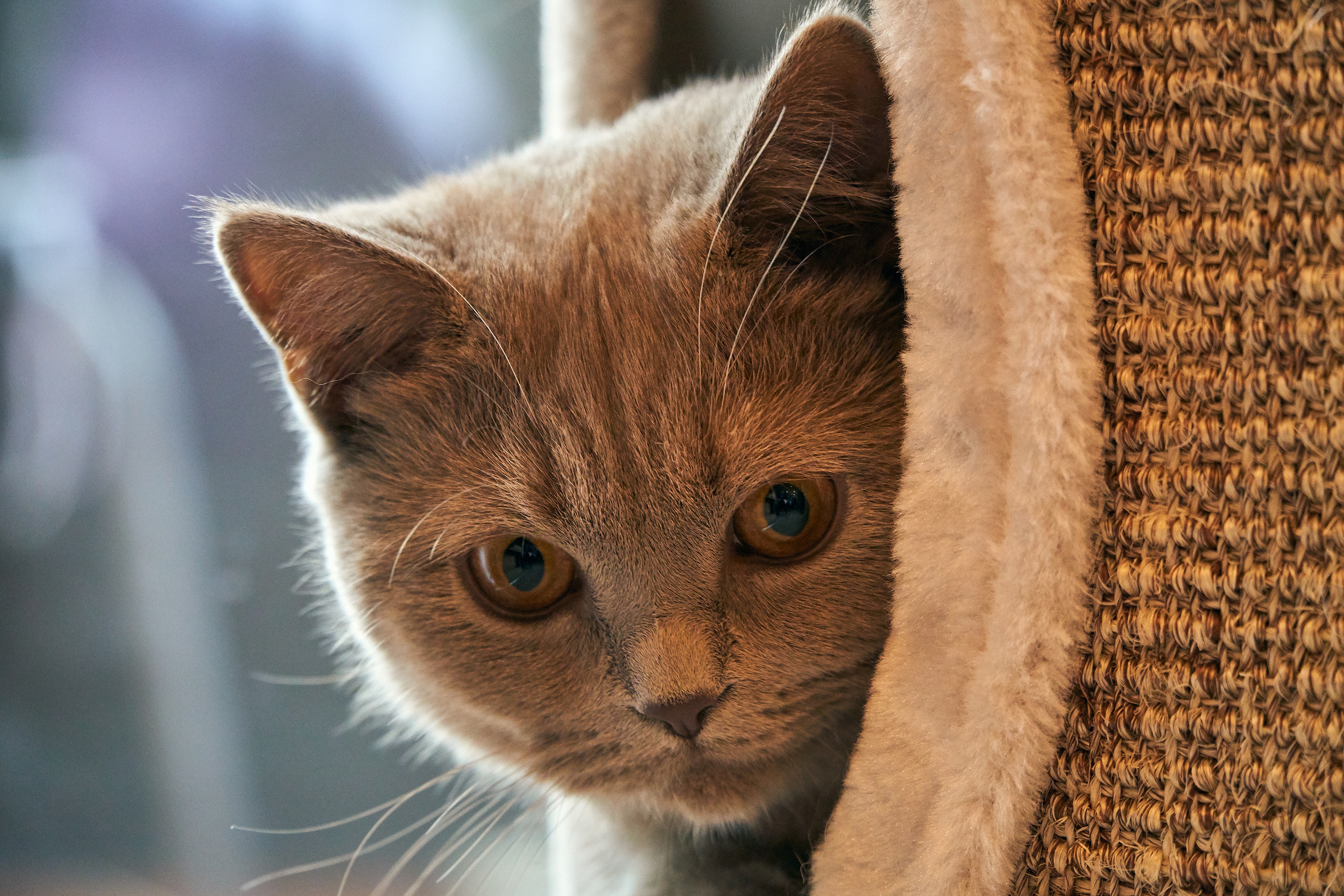 Baixe gratuitamente a imagem Animais, Gatos, Gatinho, Gato De Pelo Curto Inglês na área de trabalho do seu PC