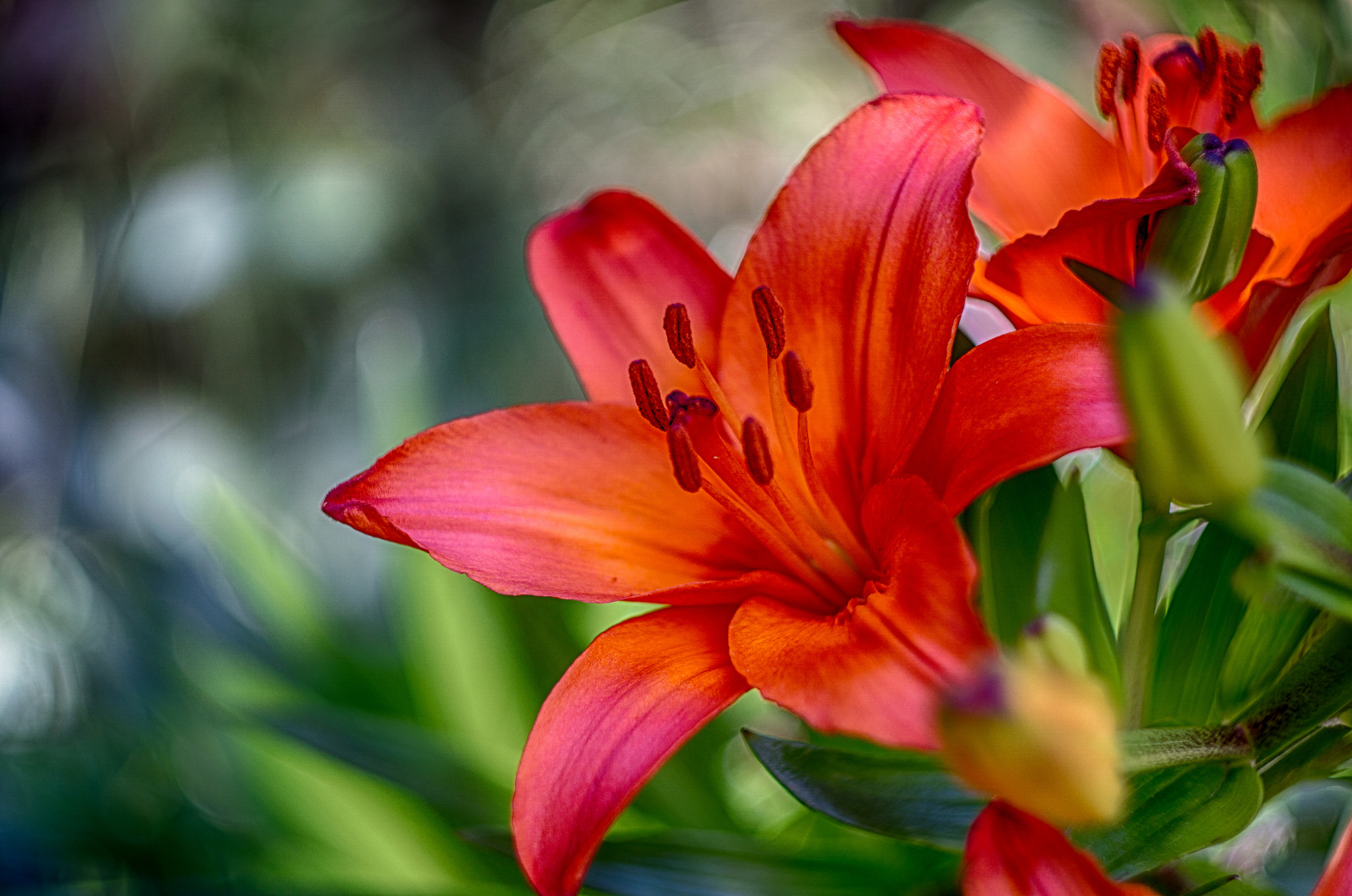 Téléchargez gratuitement l'image Fleurs, Fleur, Macro, Lys, La Nature, Terre/nature, Fleur D'oranger sur le bureau de votre PC