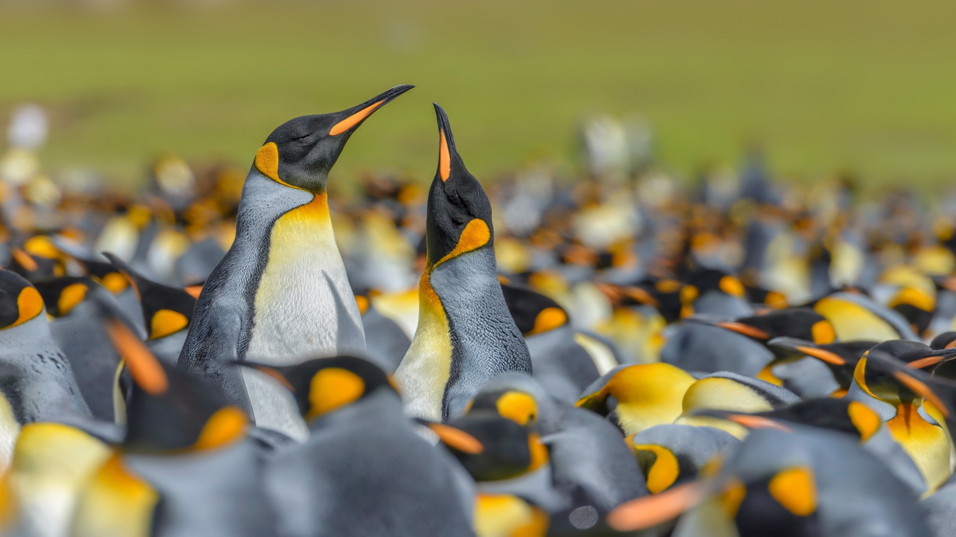 Download mobile wallpaper Birds, Love, Bird, Animal, Penguin for free.