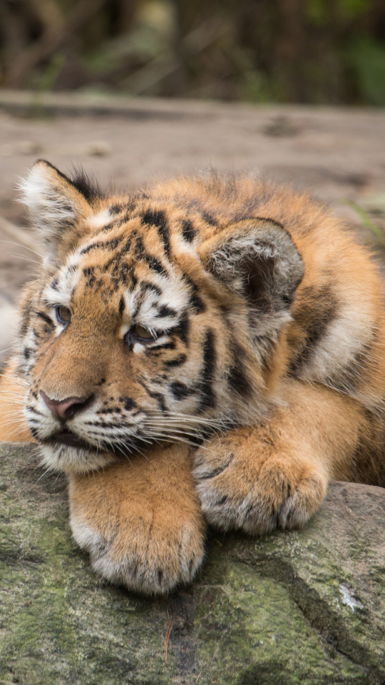 Descarga gratuita de fondo de pantalla para móvil de Animales, Gatos, Tigre, Cachorro, Bebe Animal.