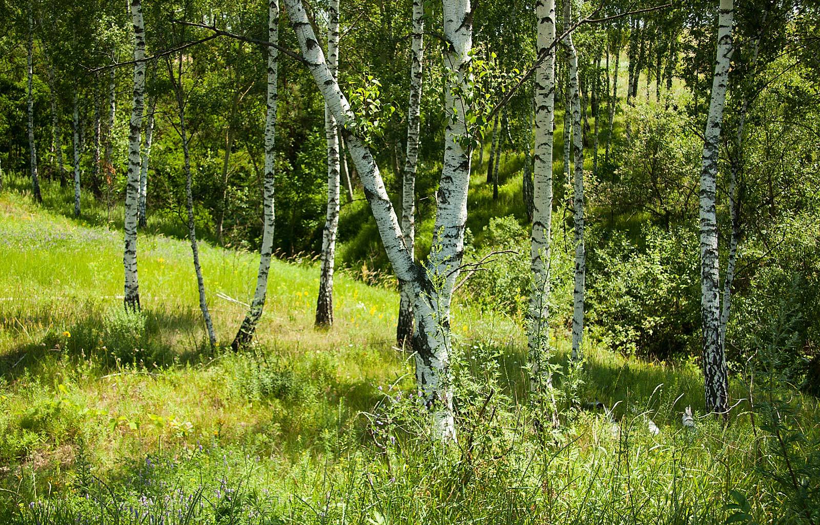 landscape, trees, grass, birches, green phone wallpaper