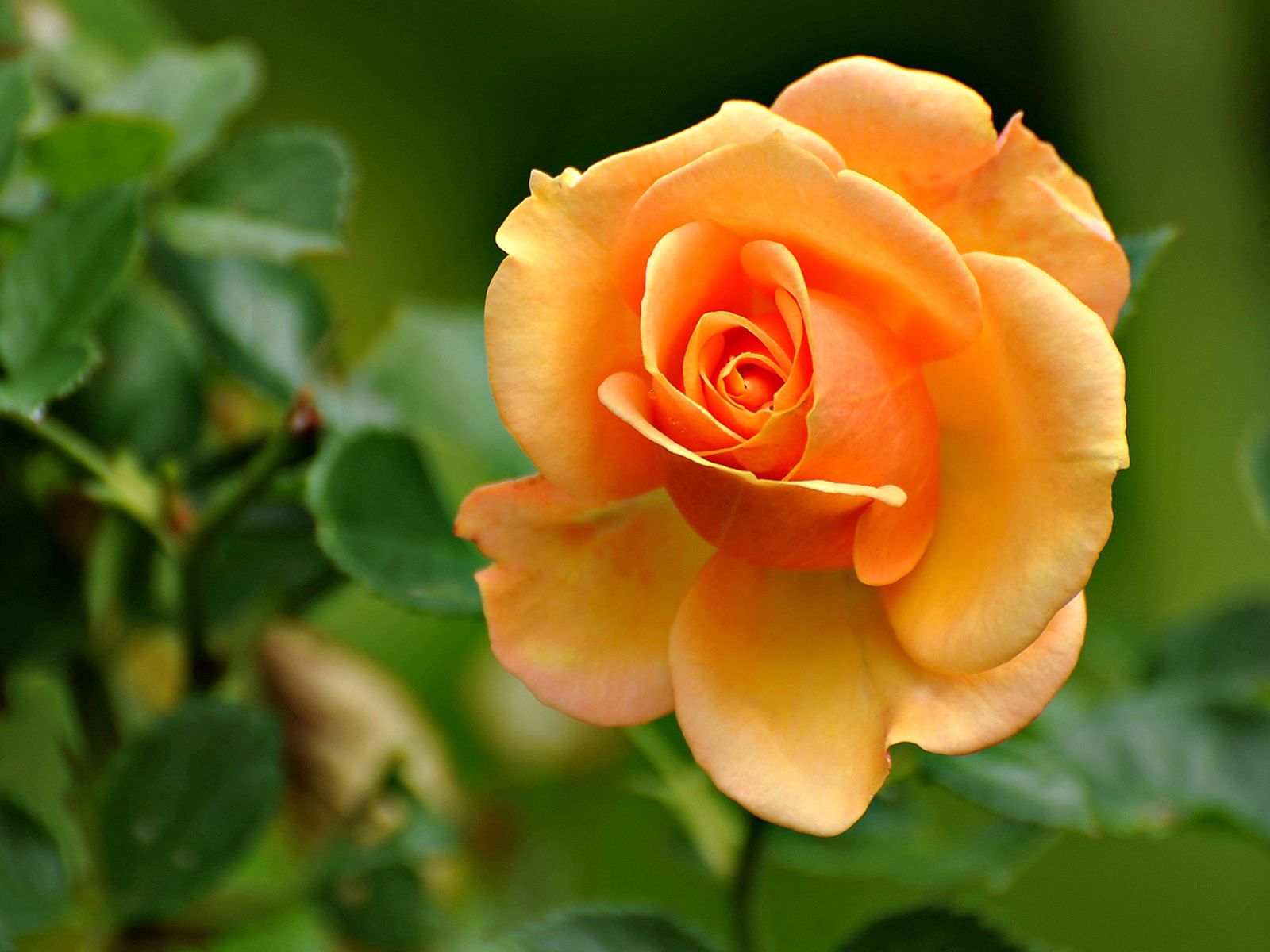 Laden Sie das Hell, Rose, Blütenblätter, Blume, Blumen-Bild kostenlos auf Ihren PC-Desktop herunter