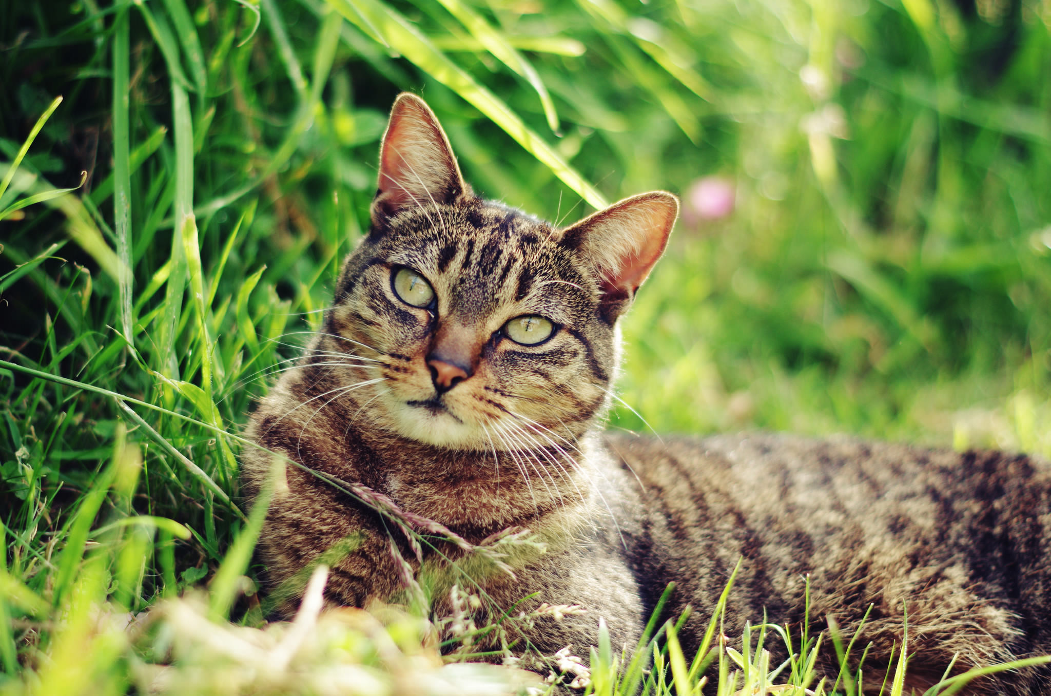 PCデスクトップに動物, 草, ネコ, 猫, サニー, 横たわる画像を無料でダウンロード
