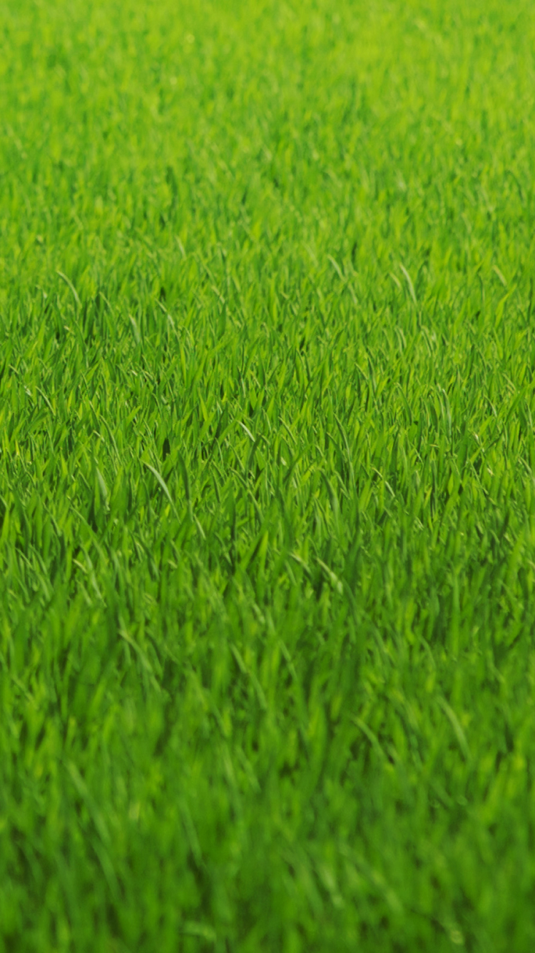 Download mobile wallpaper Grass, Earth for free.