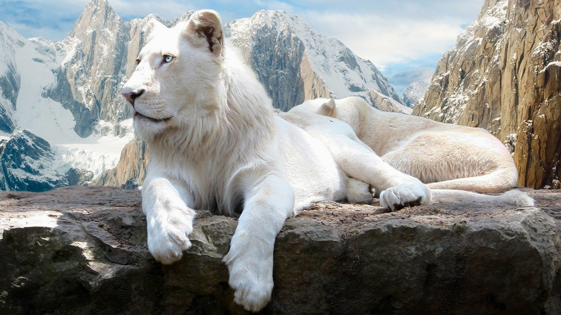 Télécharger des fonds d'écran Lion Blanc HD