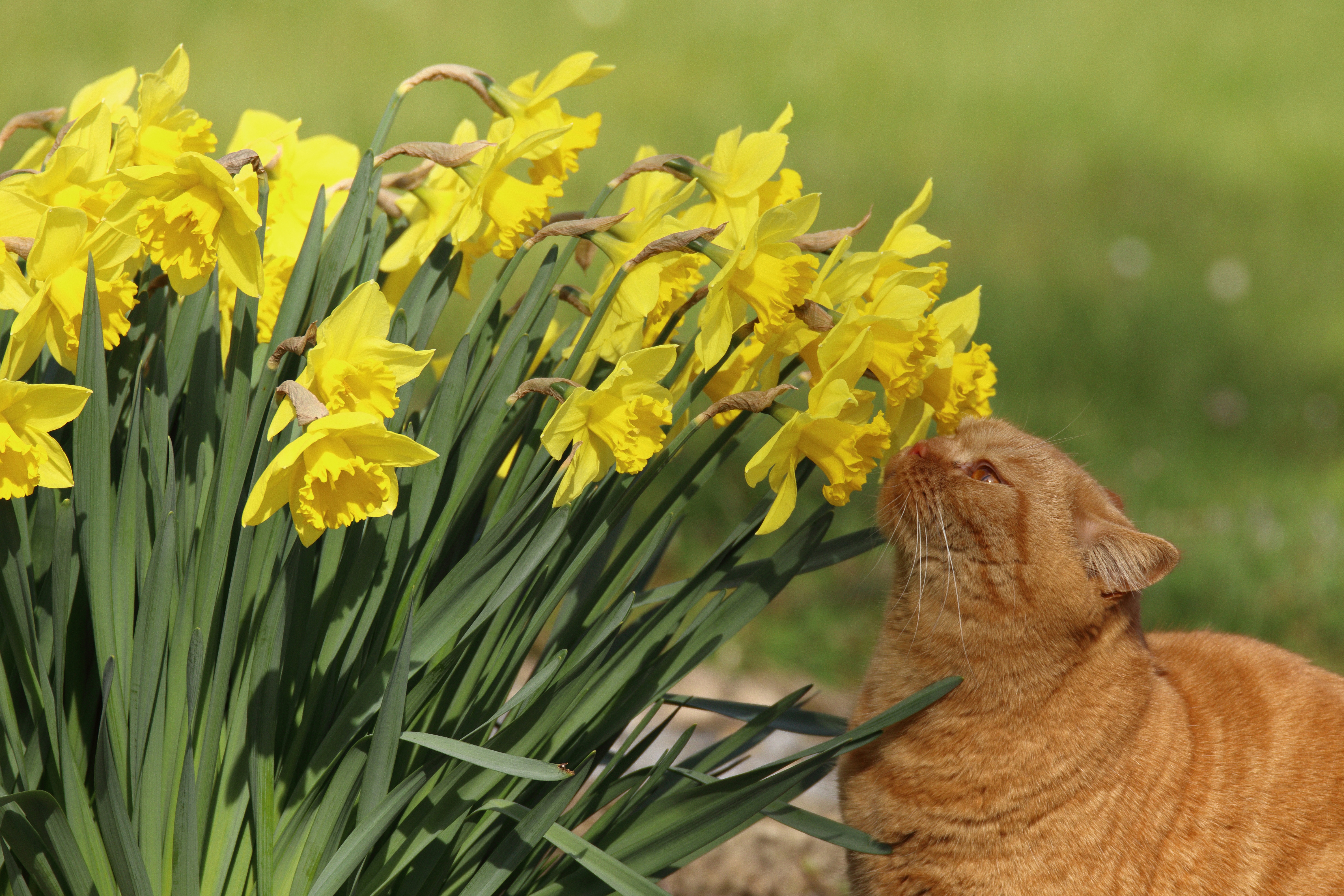 Free download wallpaper Cats, Summer, Flower, Cat, Animal, Yellow Flower, Daffodil on your PC desktop