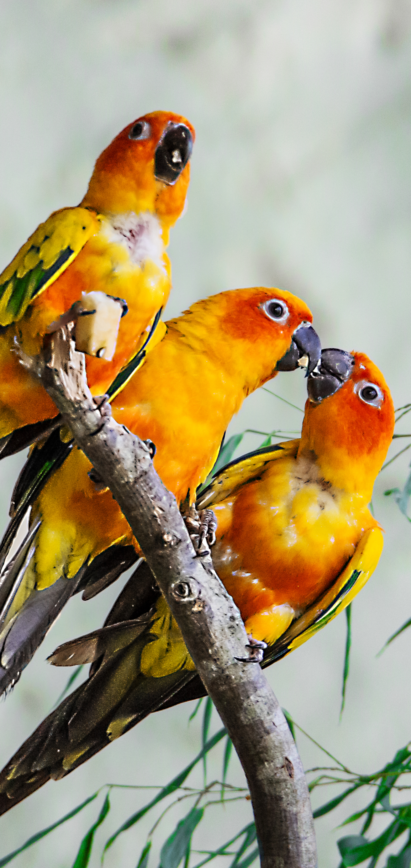 animal, sun parakeet, bird, parrot, birds