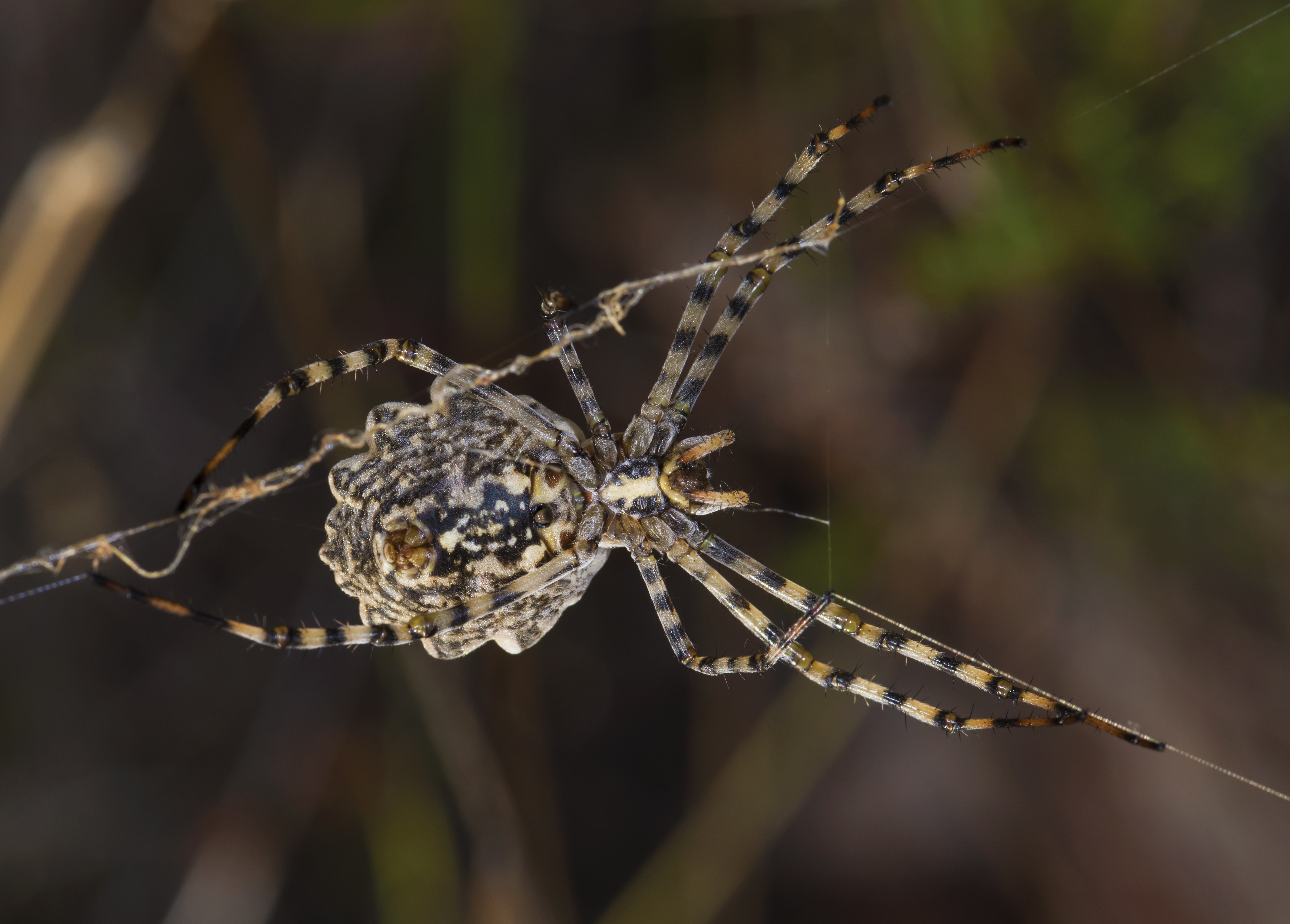 Téléchargez des papiers peints mobile Animaux, Araignées, Araignée, Arachnide gratuitement.