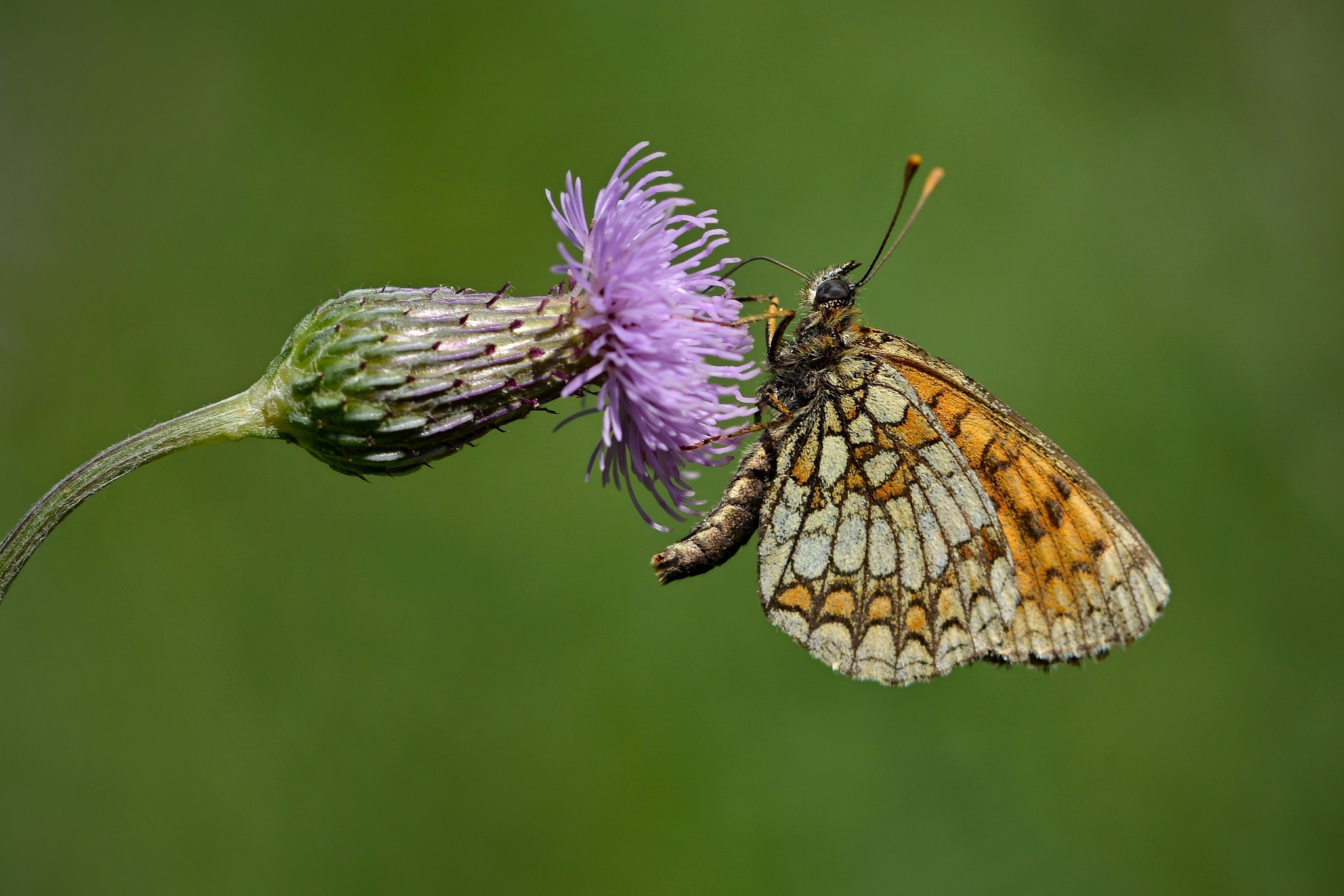 Download mobile wallpaper Flower, Macro, Insect, Butterfly, Animal for free.