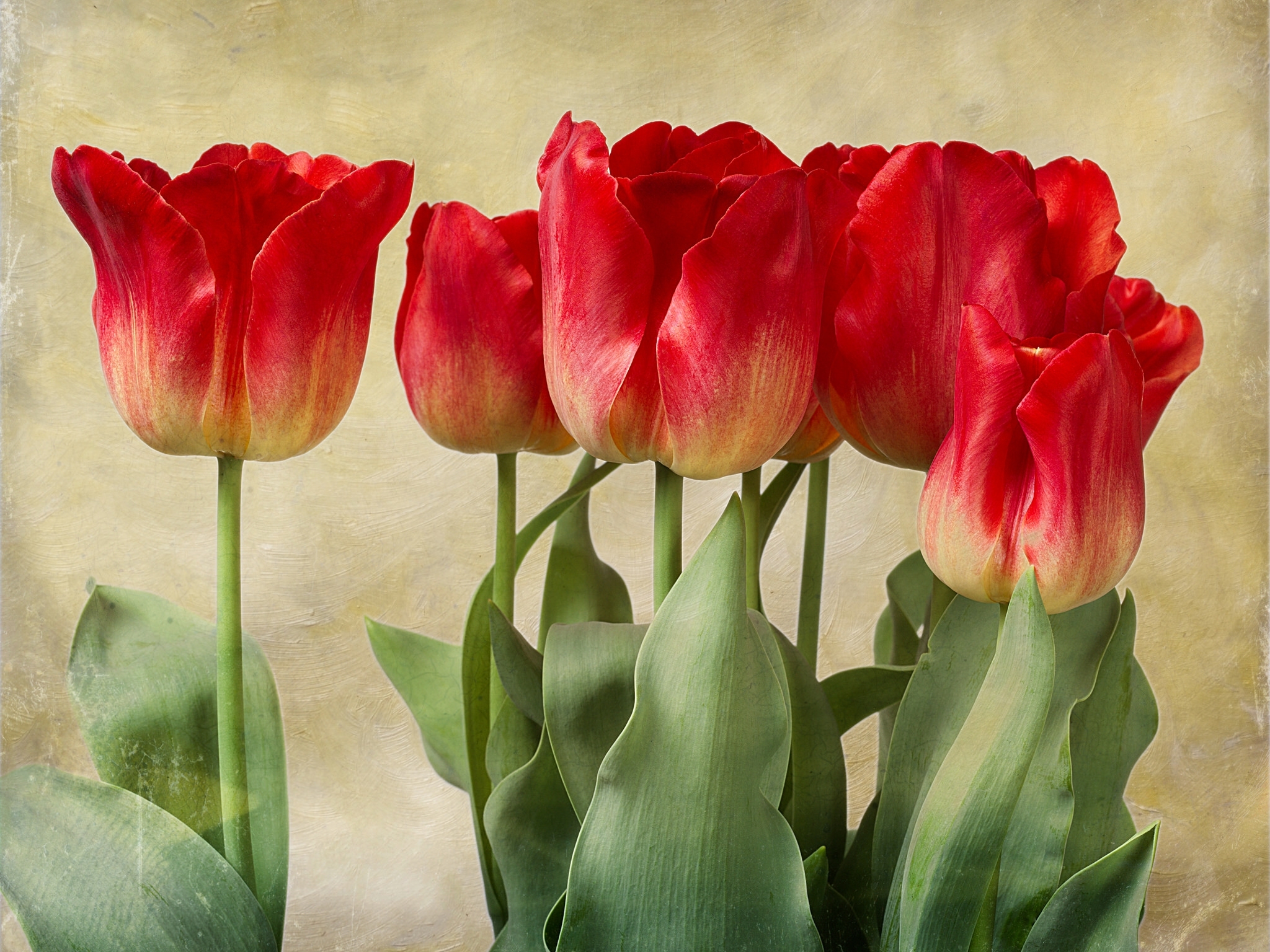 Descarga gratis la imagen Flores, Flor, Tulipán, Flor Roja, Tierra/naturaleza en el escritorio de tu PC