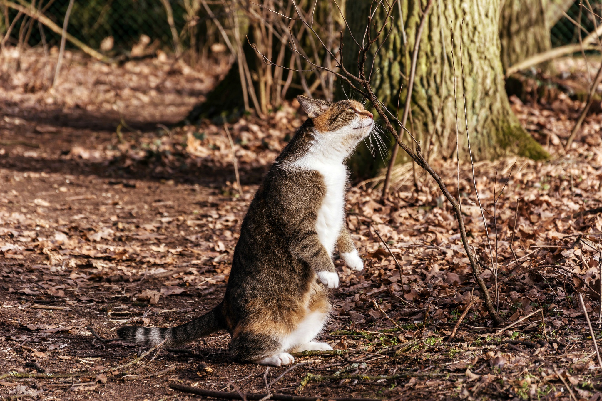 Téléchargez gratuitement l'image Animaux, Chats, Chat sur le bureau de votre PC