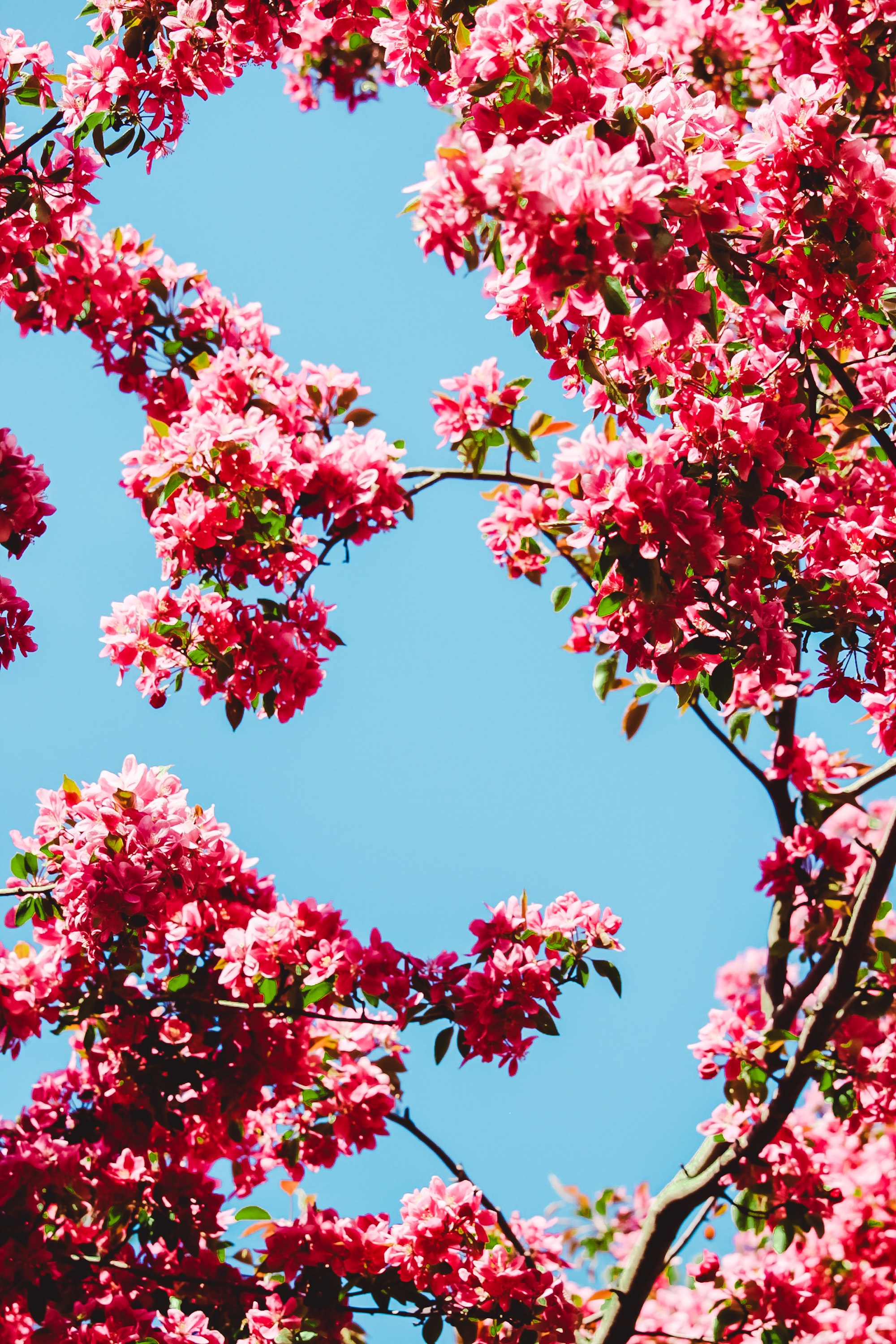 Download mobile wallpaper Sky, Branches, Flowers, Bloom, Flowering for free.