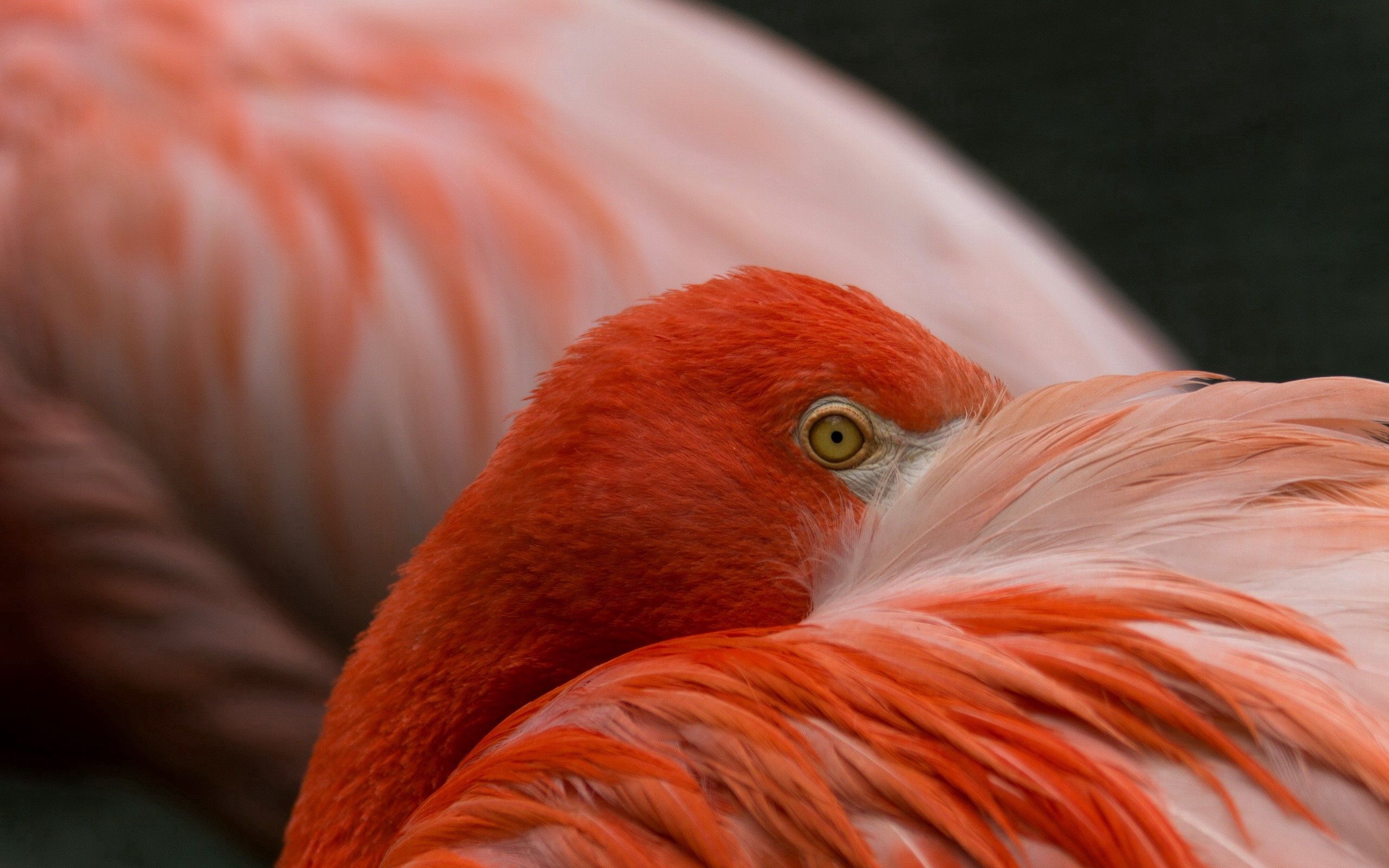 87572 скачать картинку фламинго, перья, животные, глаза, окрас - обои и заставки бесплатно