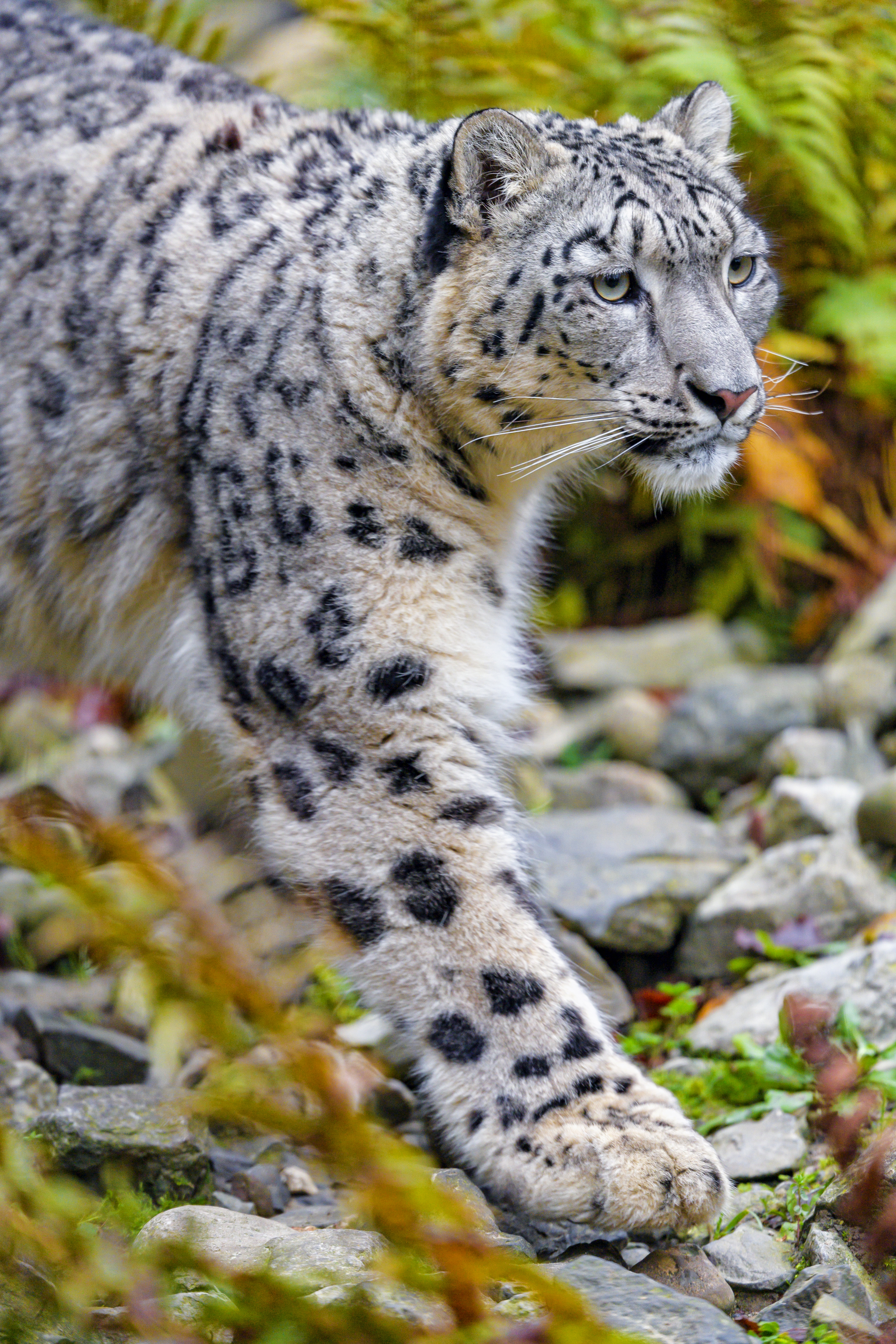 Téléchargez gratuitement l'image Snow Leopard, Gros Chat, Animal, Animaux, Taches, Fauve, Prédateur sur le bureau de votre PC
