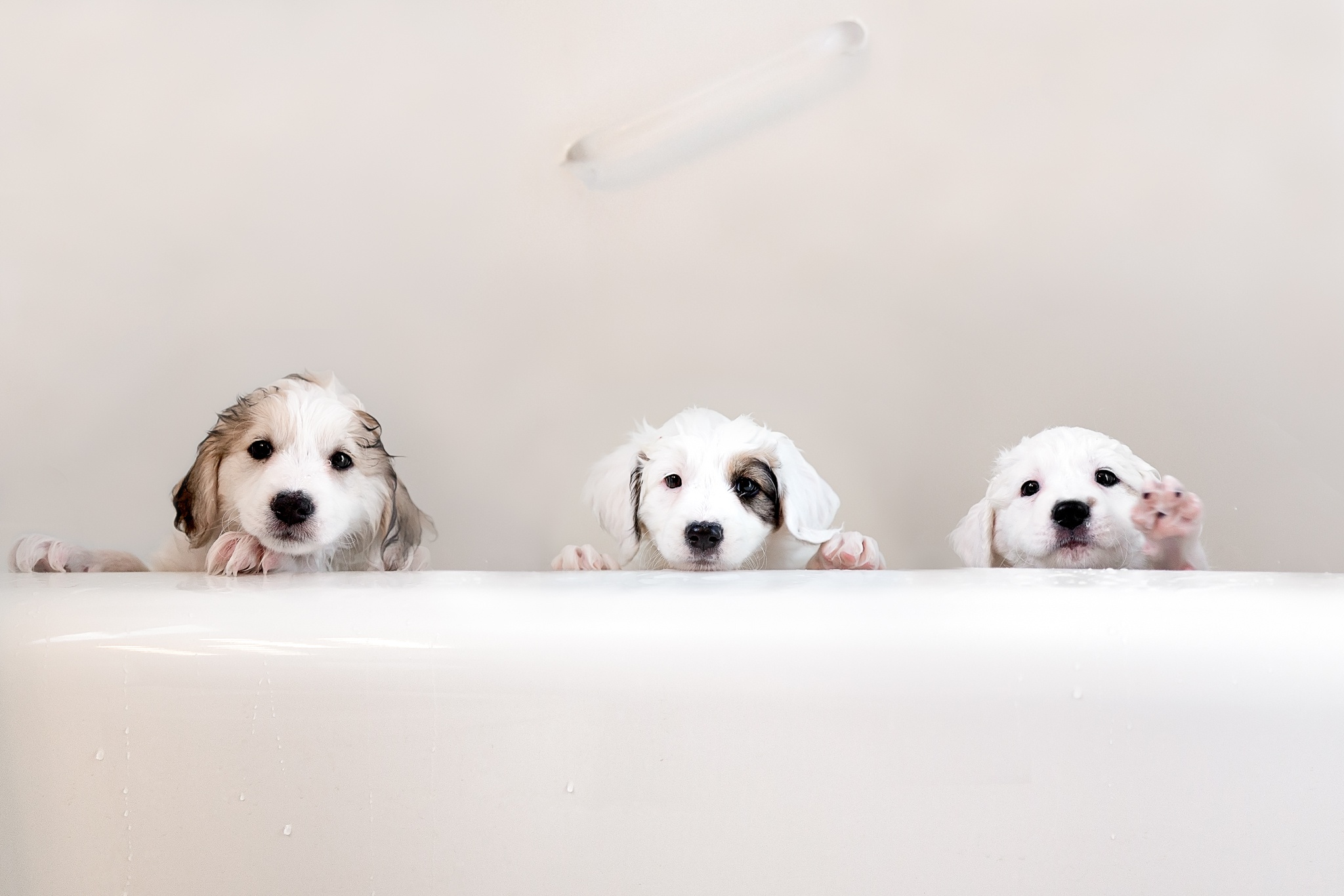 Free download wallpaper Dogs, Dog, Animal, Puppy, Cute, Baby Animal on your PC desktop