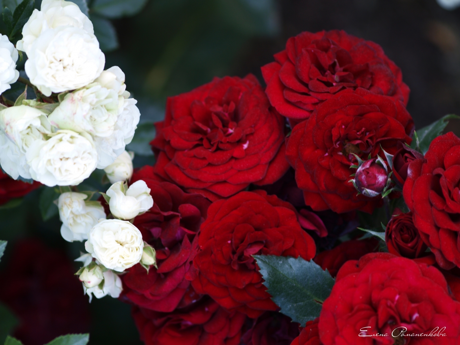 Descarga gratuita de fondo de pantalla para móvil de Roses, Plantas, Flores.